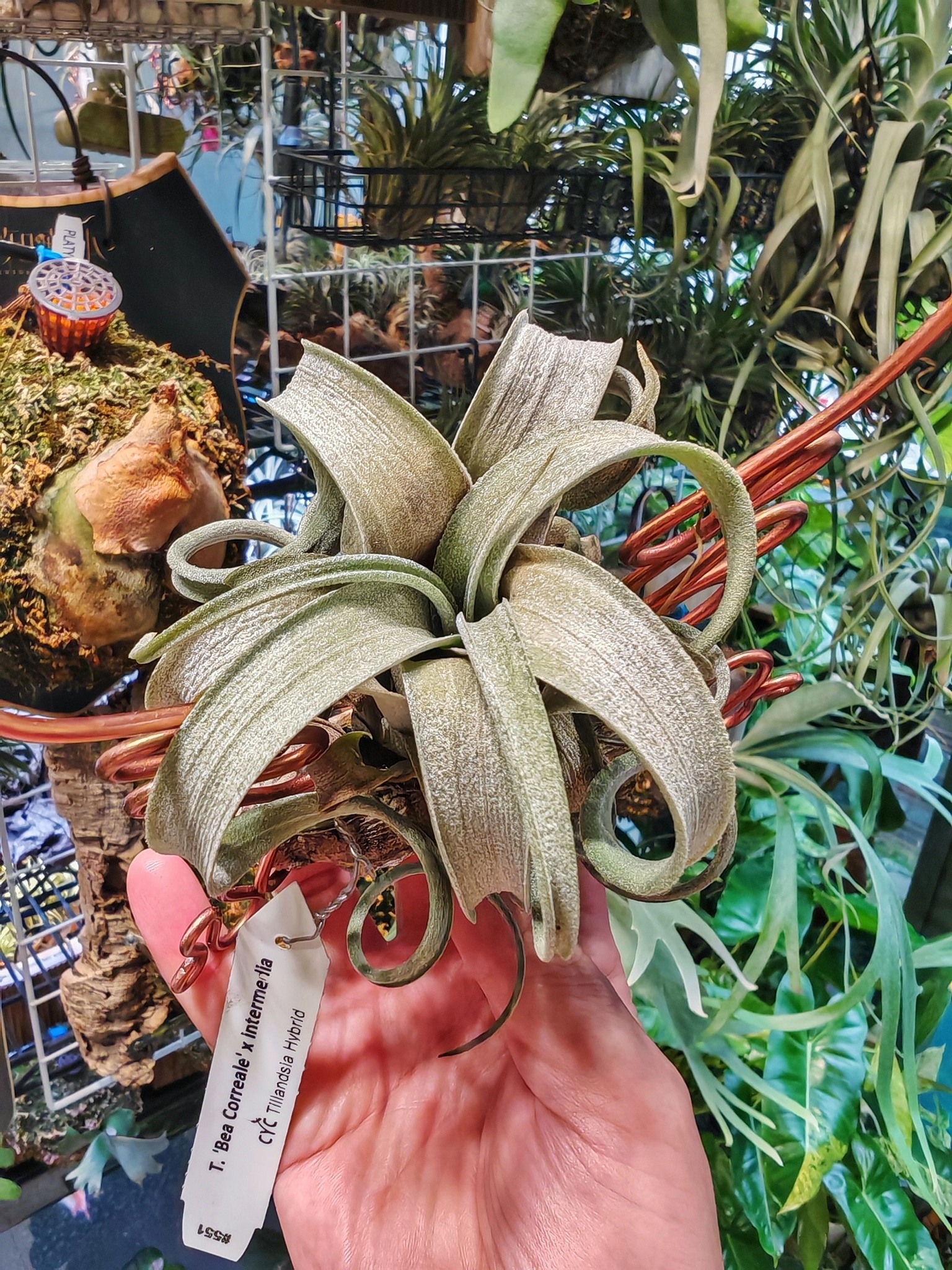 CYC Hybrid #551 - T.'Bea Correale' x T.intermedia Super white