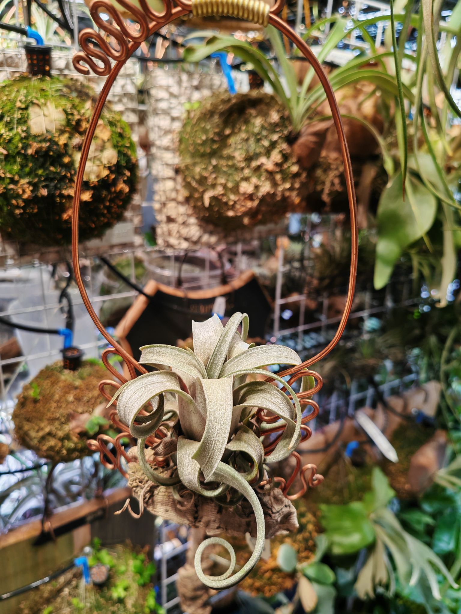 CYC Hybrid #551 - T.'Bea Correale' x T.intermedia Super white