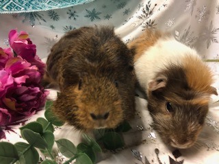 RabbitEARS - 💙🌟 💓 ADOPTION 💜🌟 ️04/12/2025 We're... | Facebook