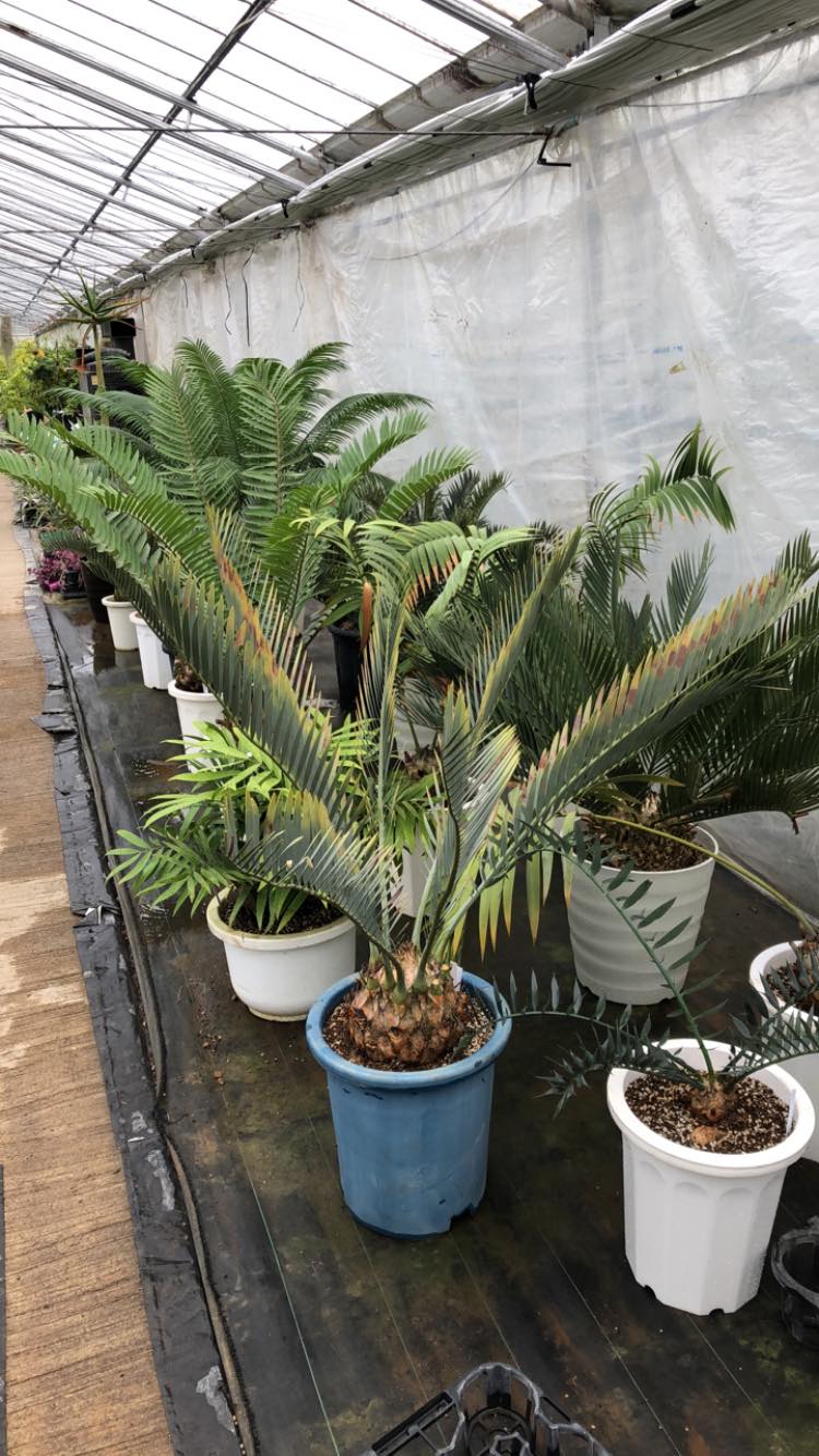 Exotic Plants 貴重なソテツ達を植え替えしました いくつか子どもも外せました 根付くまでに1年以上かか Facebook