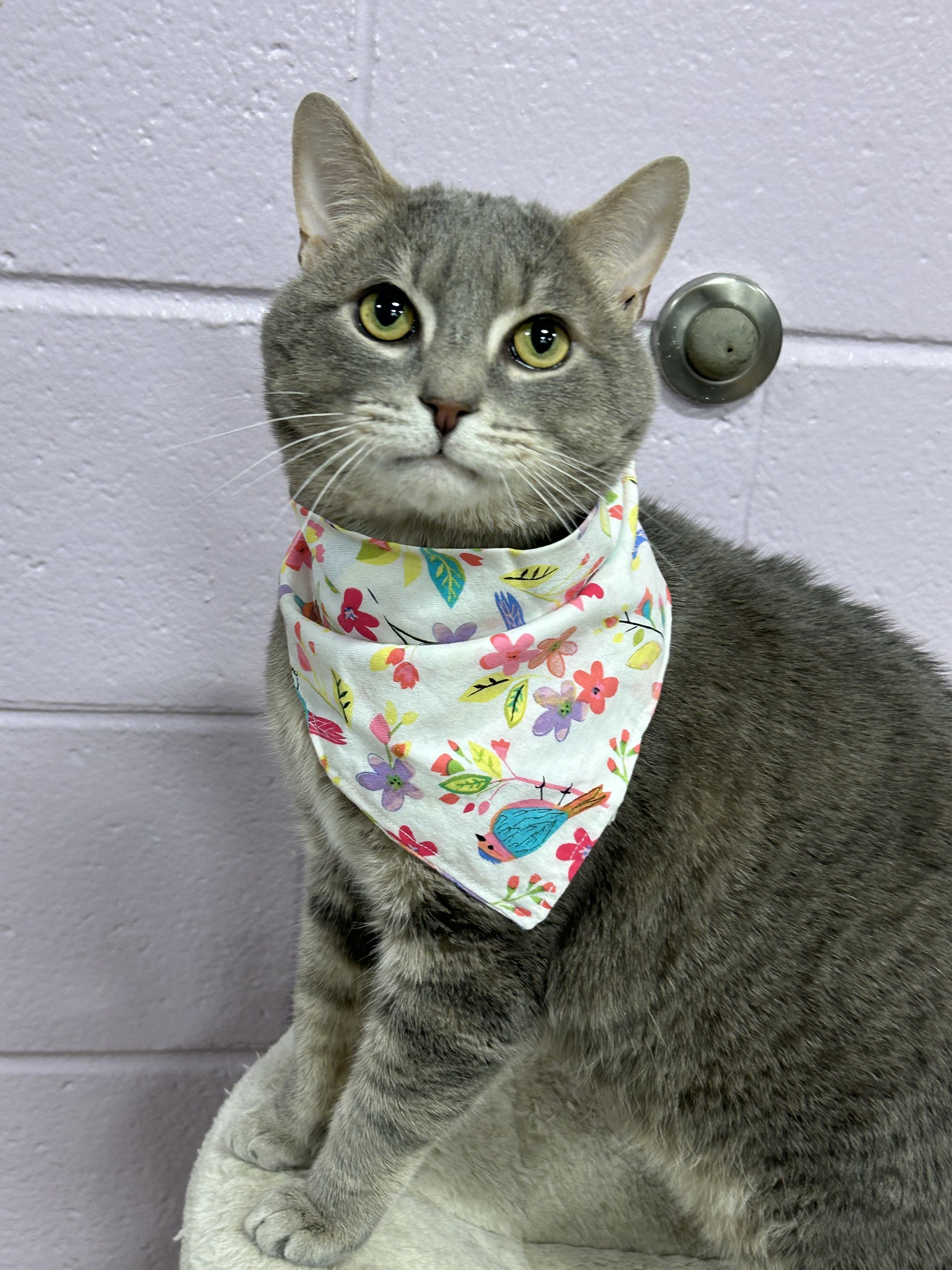 Greater - 🐾 Attention, Cat Lovers! Meet Raj! 🐾 This charming boy is ...