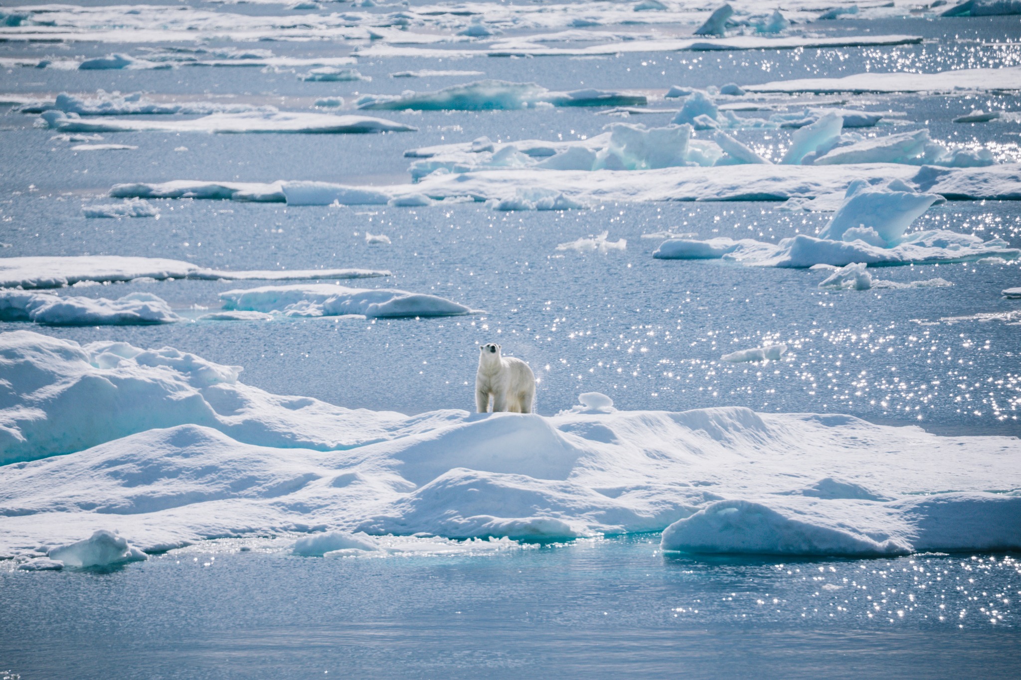 Adventure - Sunlight, sea ice, and a moment that sparks pure curiosity ...