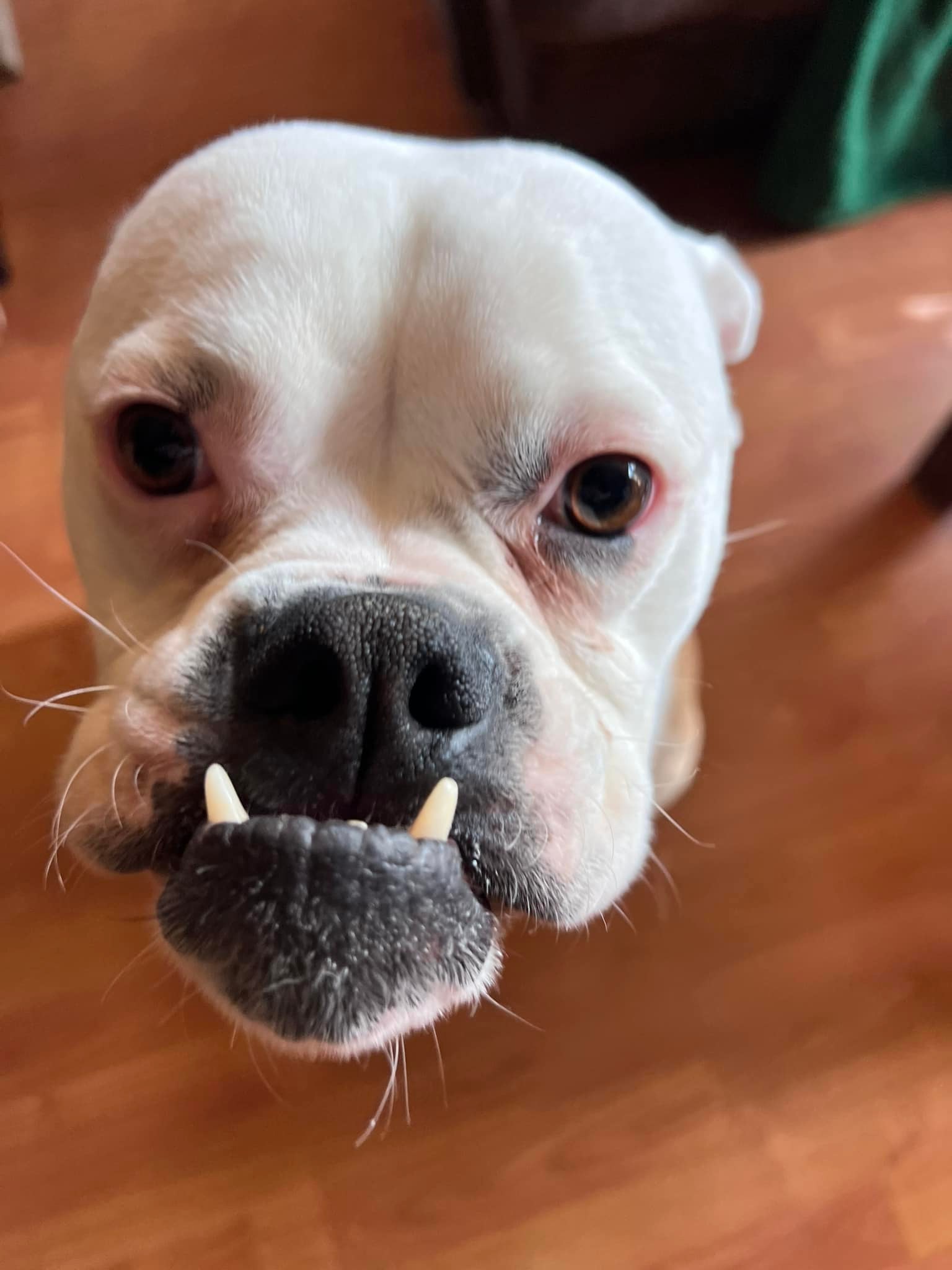 kelvin klow dvm Boxer kelpie mix with underbite and unique color Immunerősítés The role of alcohol Variant:Whitening/Brightening Plus
