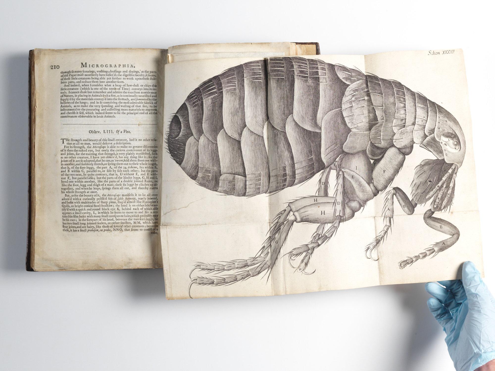 Codex Antipodes