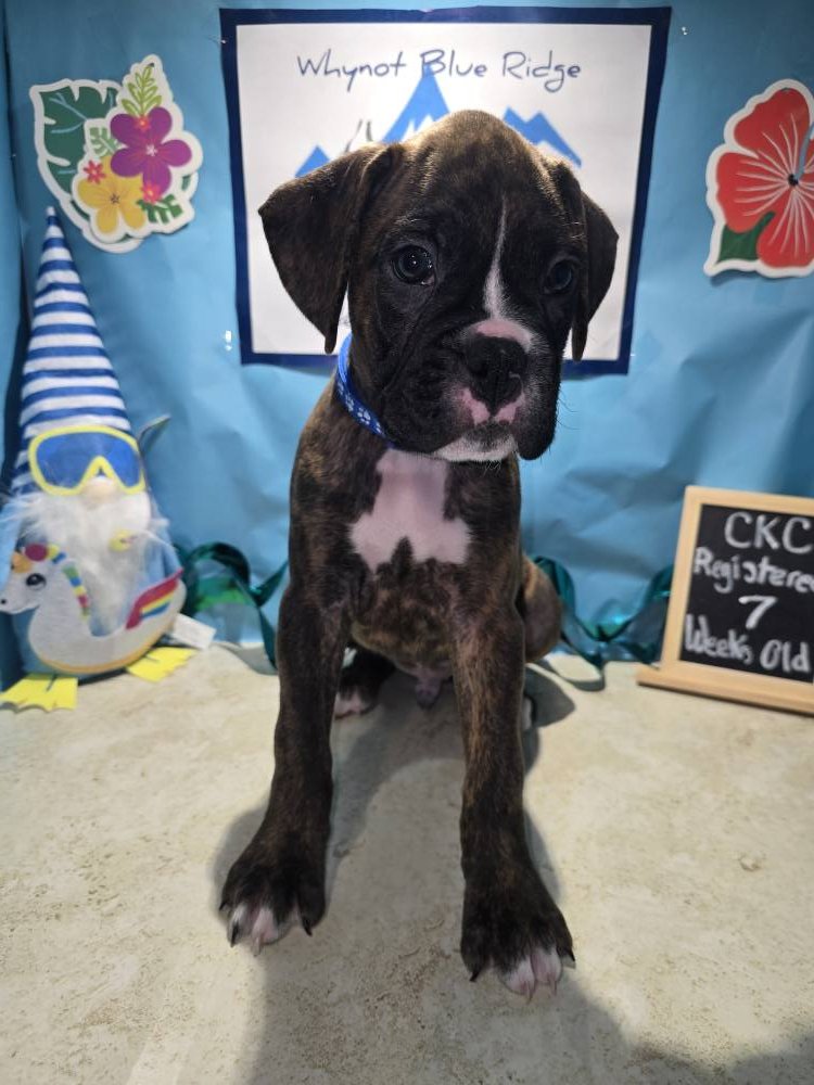 Whynot Blue Ridge Mountain Boxer's