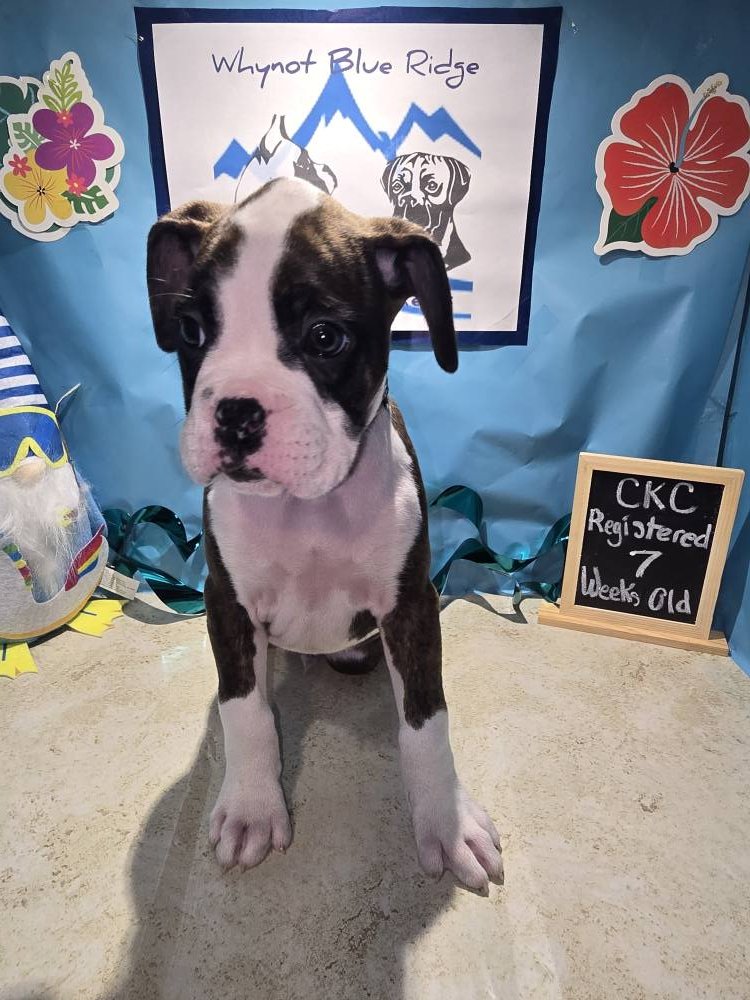 Whynot Blue Ridge Mountain Boxer's