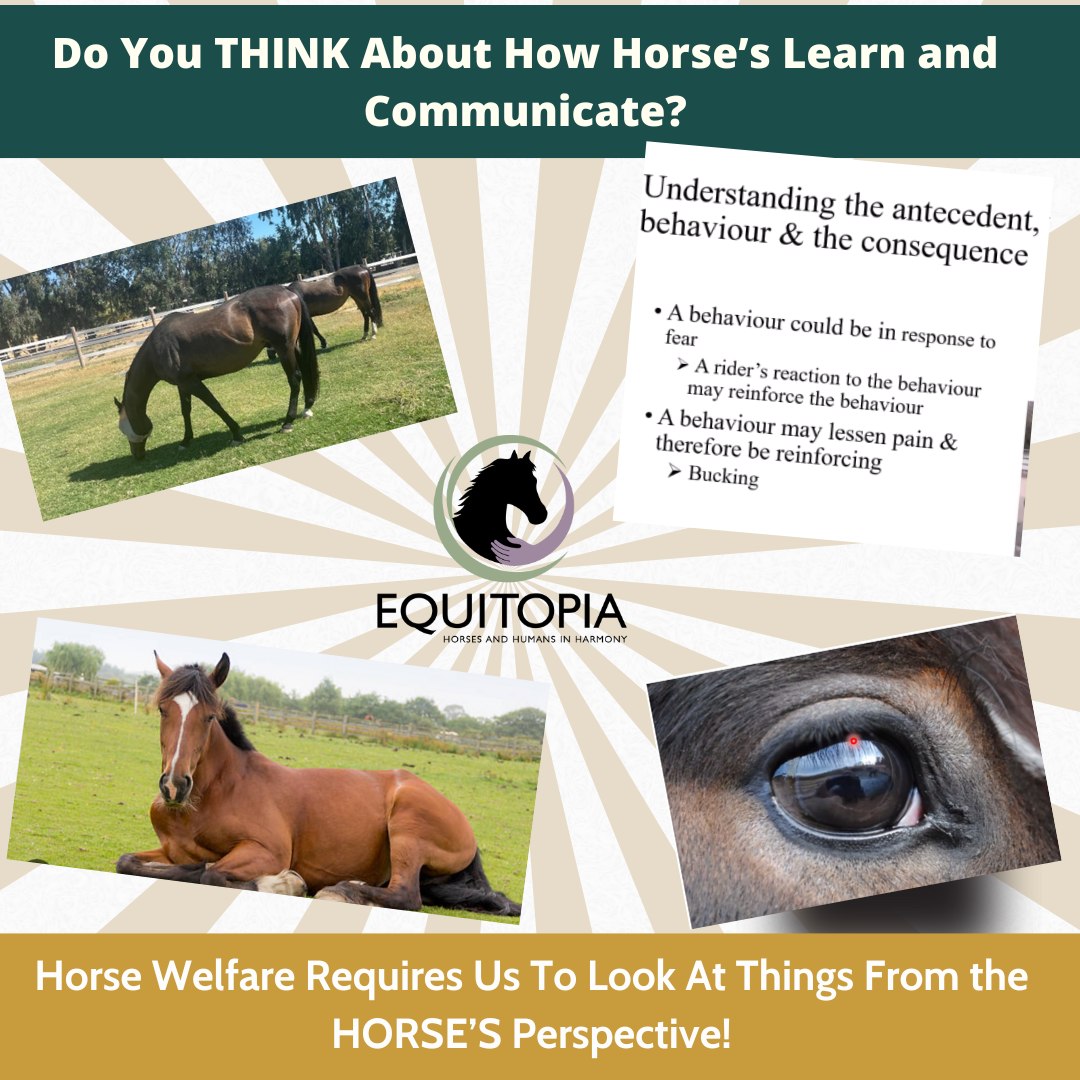 Equitopia - How Do Horses Really Learn? For centuries, horse culture ...
