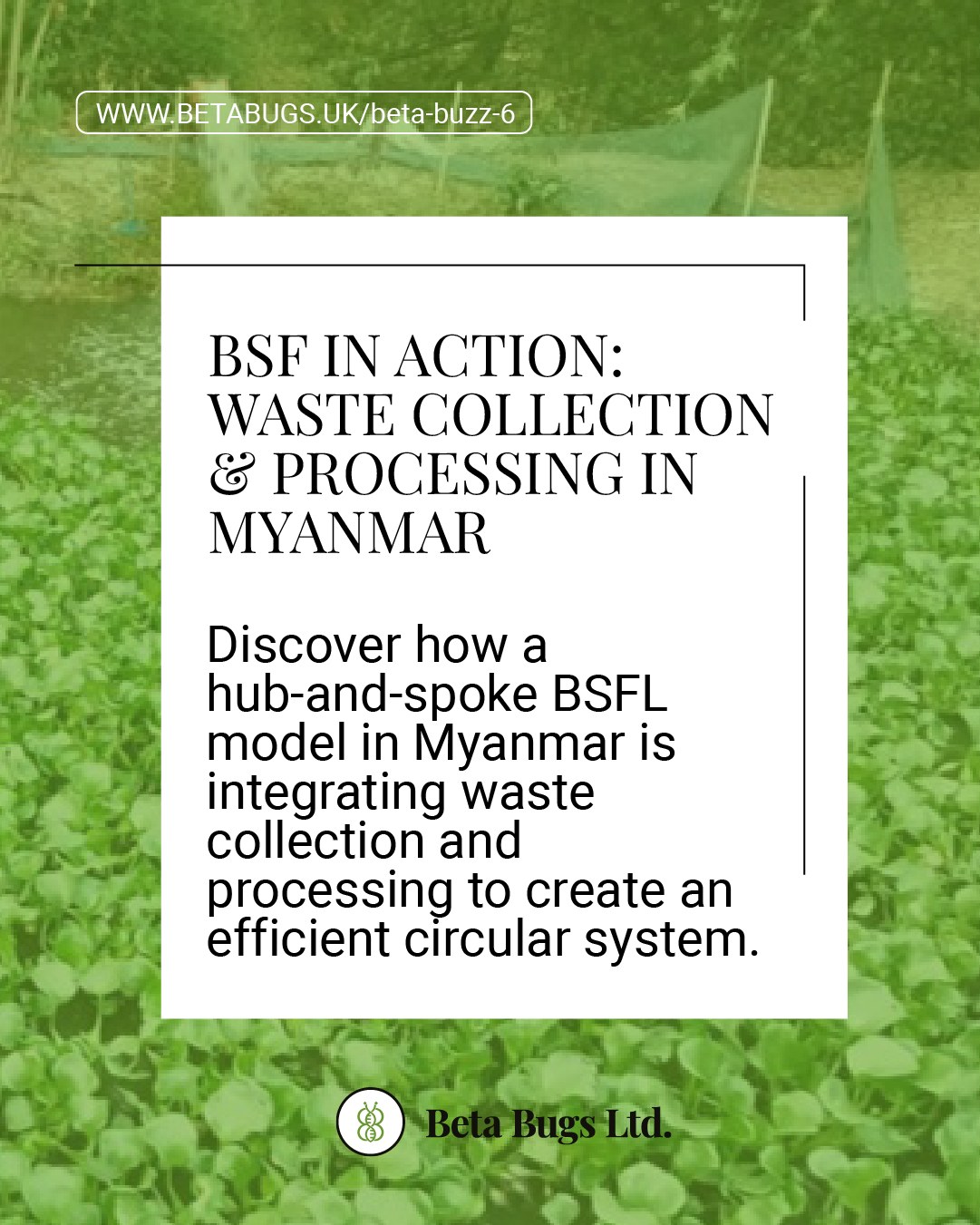 Beta - BSF in Action: Waste Collection & Processing in Myanmar ♻️ ...