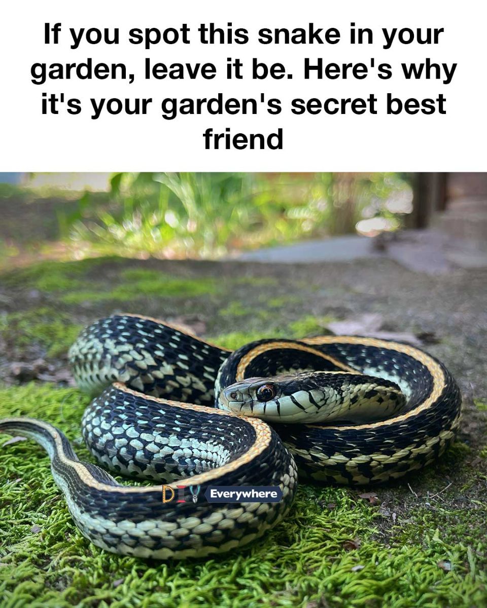 gardening-if-you-spot-this-snake-in-your-garden-leave-it-be-here-s