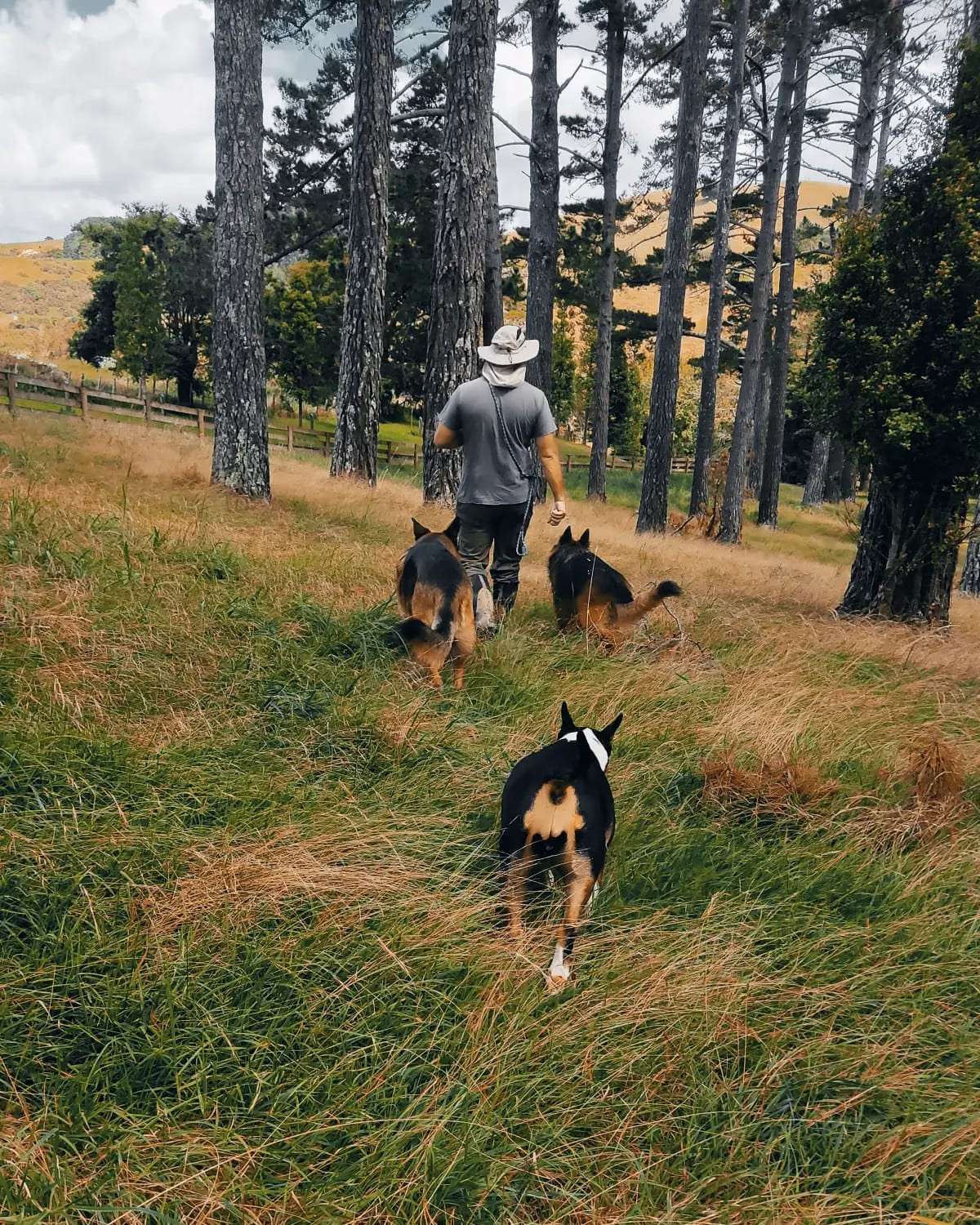 Apex Canine NZ Ltd | Auckland