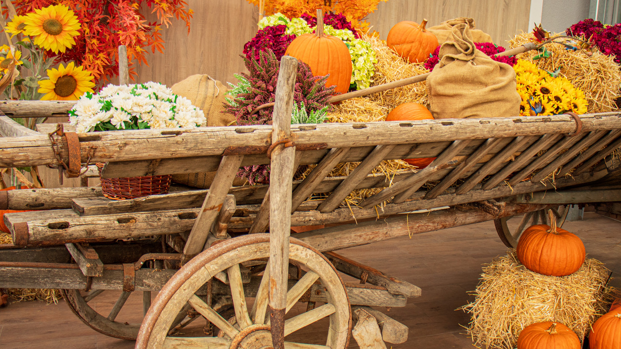 Bobbex, - We are receiving colorful fall celebration photos featuring ...