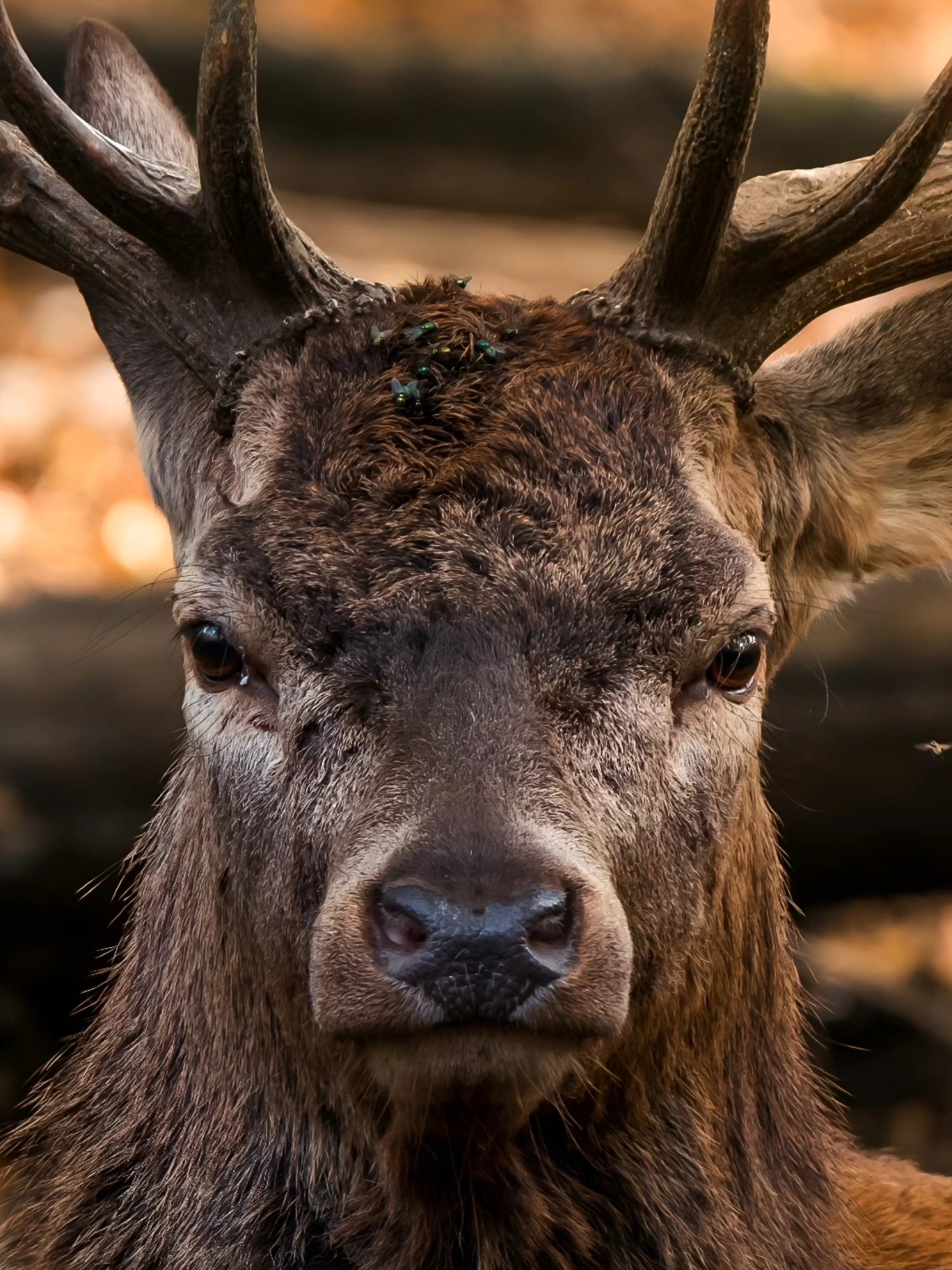 Benoit Boulanger - Photographe animalier
