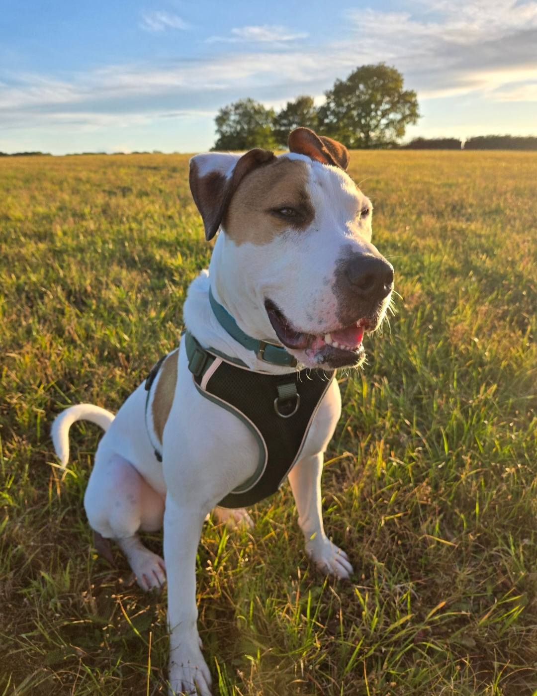 RSPCA Sheffield Shelter added a... - RSPCA Sheffield Shelter