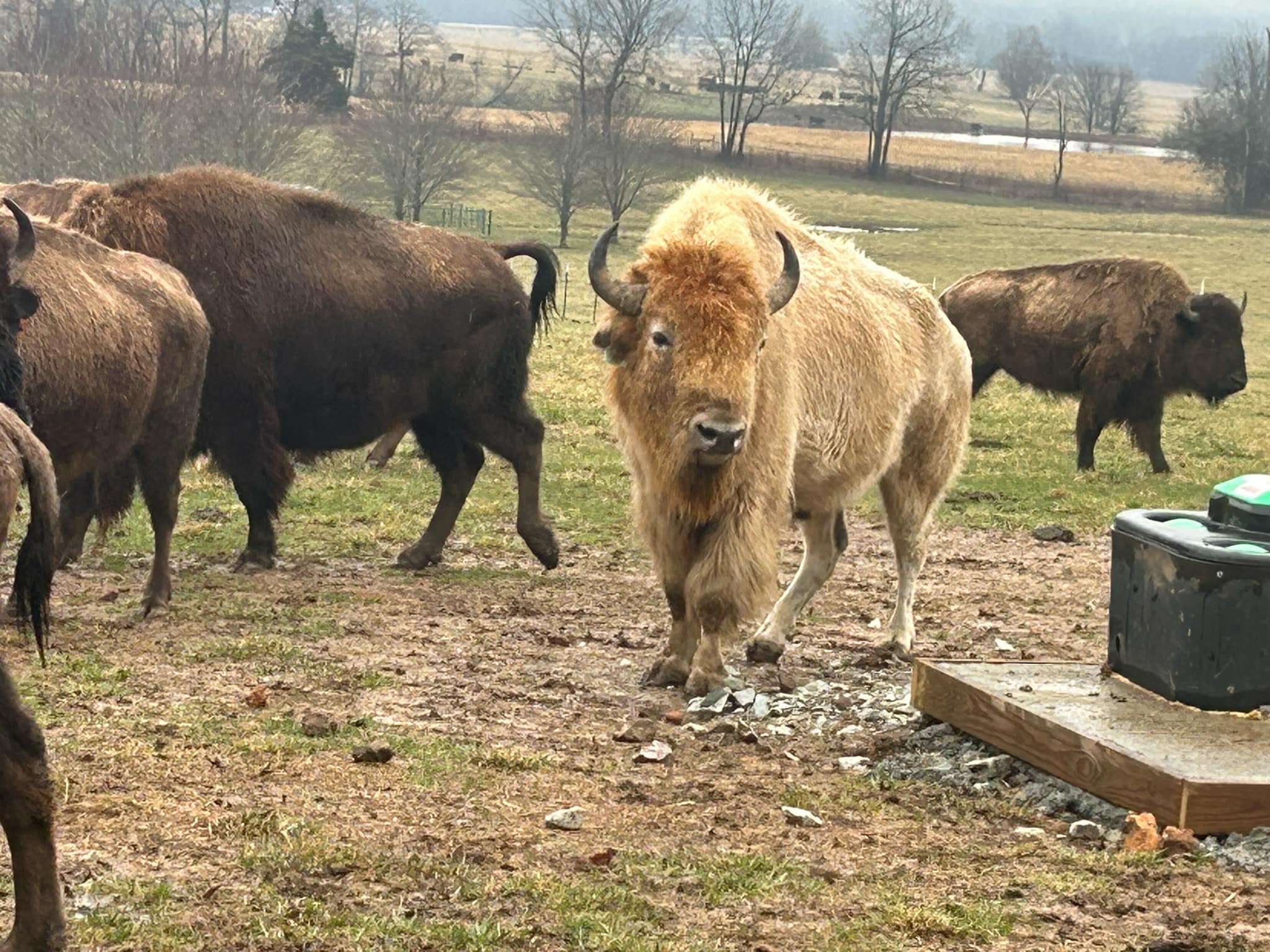 Mo-Kan Livestock | Butler MO