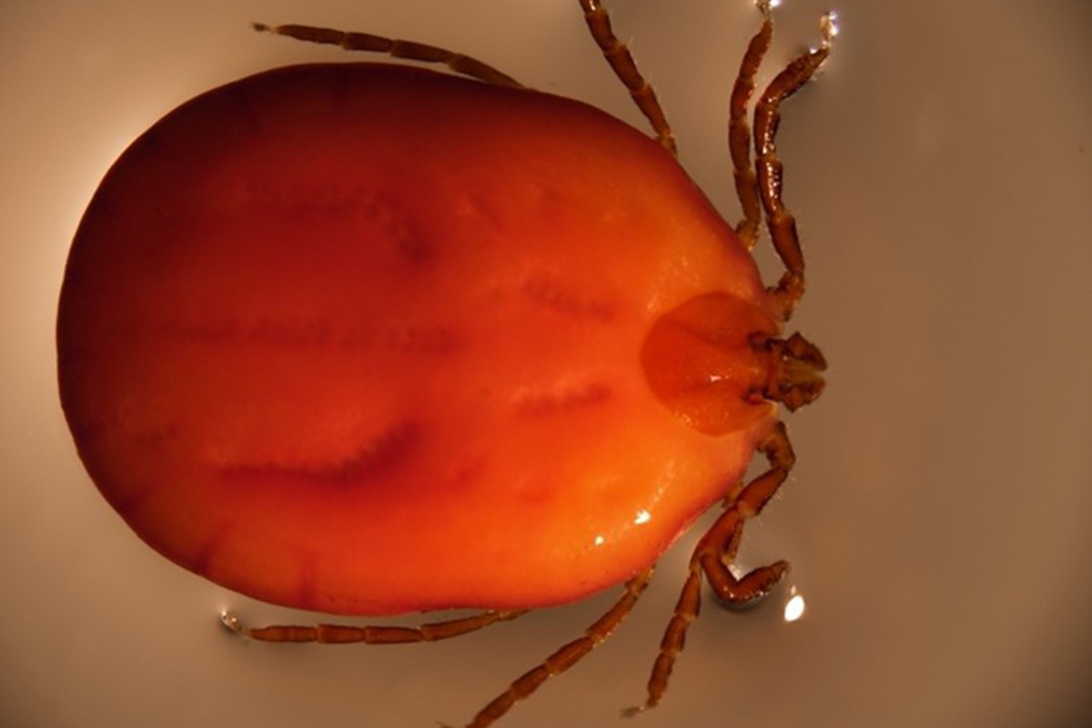 University - The invasive Asian longhorned tick, Haemaphysalis ...