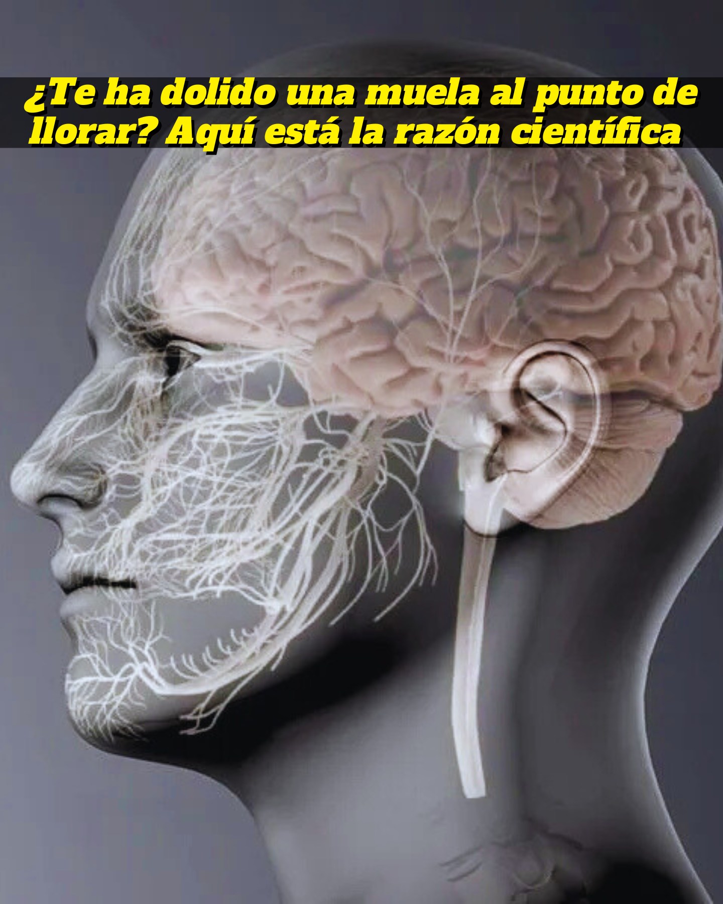 La - 🦷Si alguna vez te ha dolido una muela al punto de querer ...