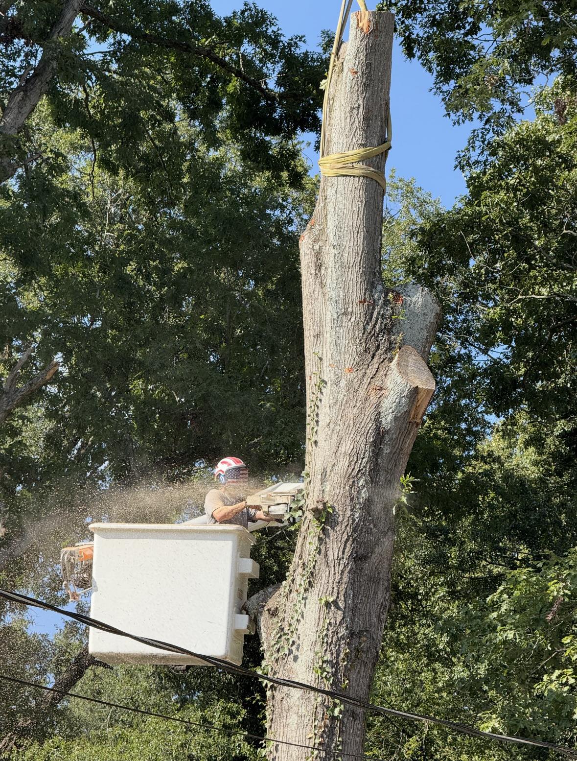 Top Notch Tree Care LLC | Belton SC