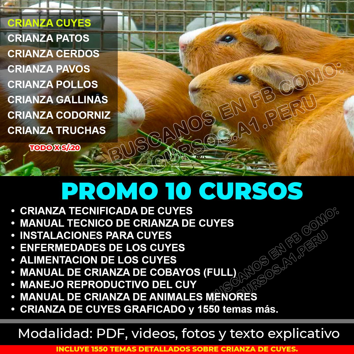 🐹CRIANZA DE CUYES... - Cursos A1 de CERO a Experto Peru | Facebook