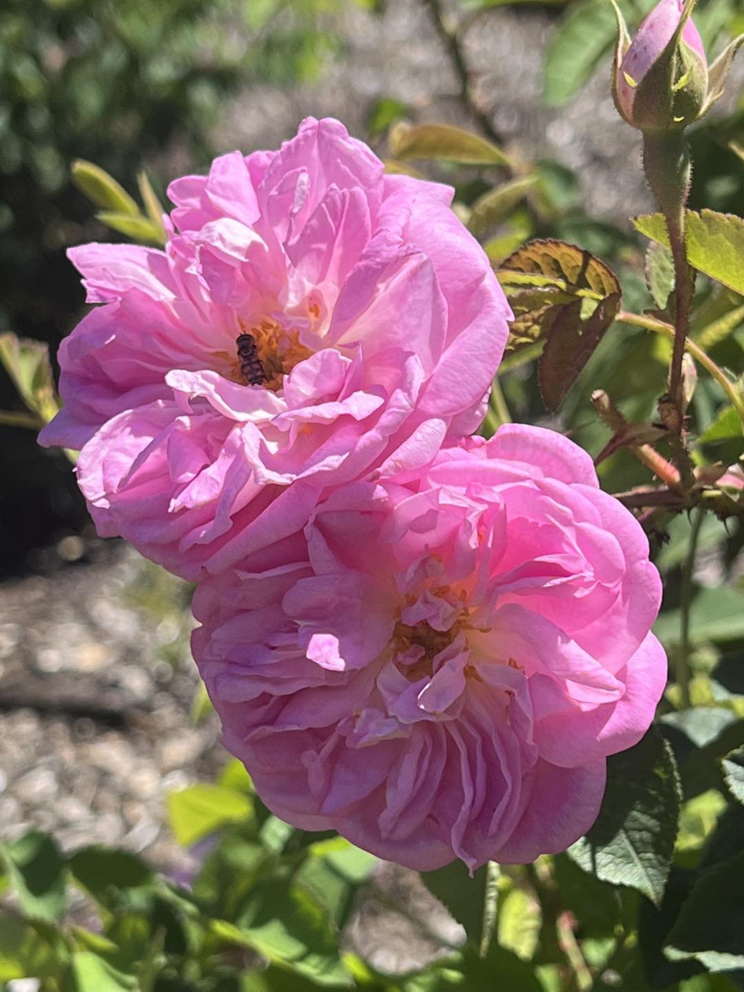 Heritage Roses in... - Heritage Roses in Australia Inc.