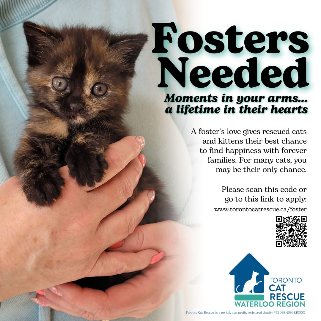 Toronto Cat Rescue - Waterloo Region