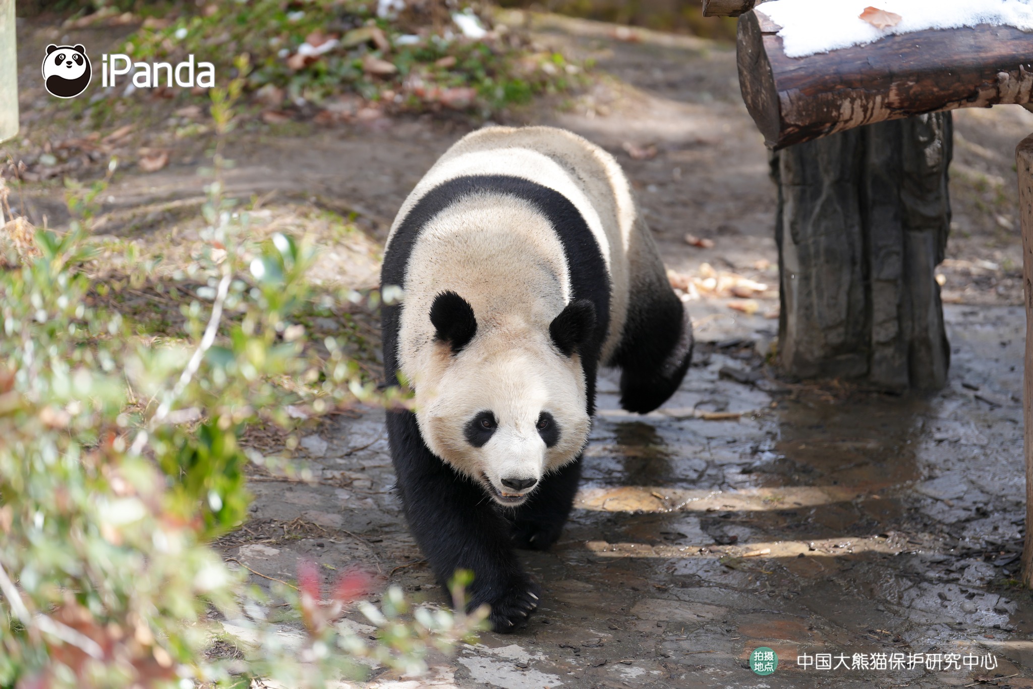 パンダ With the perfect sunshine, let's go on an adventure with panda E