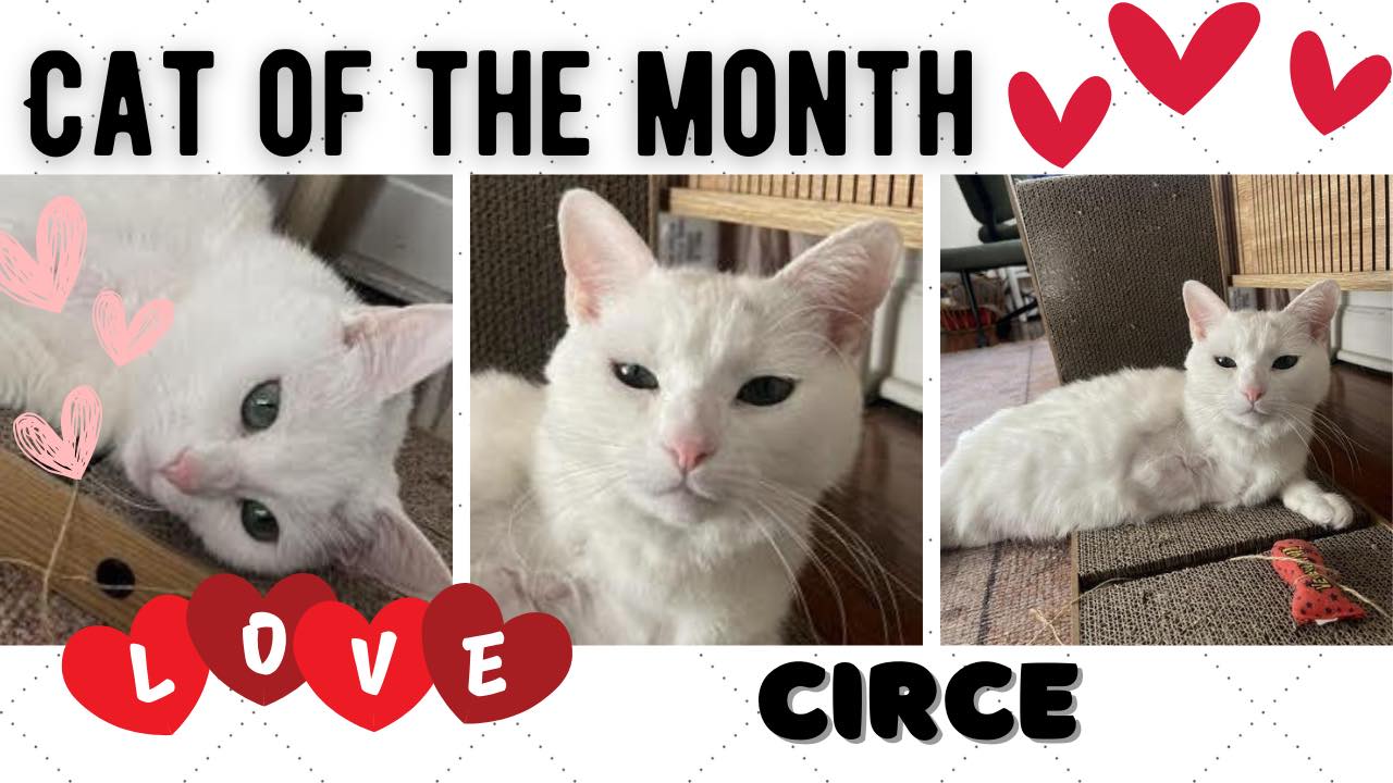 Colorado Feline Foster Rescue
