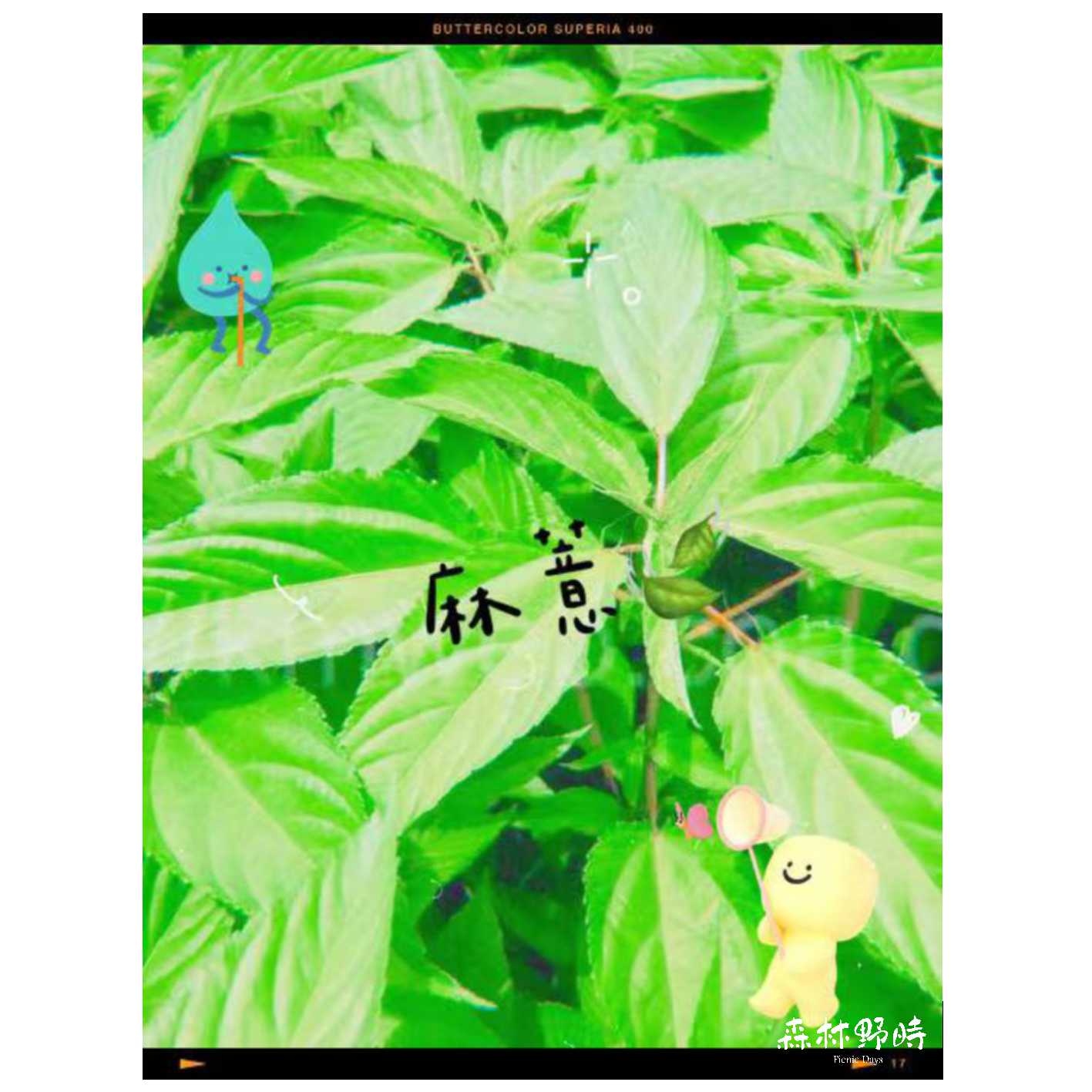 呼啦莊園-落羽松森林 - #木編小百科 木編今天來介紹🌟台中特產-麻薏(芛)🌱 除了台中人之外，大家應該很陌生😝😝...