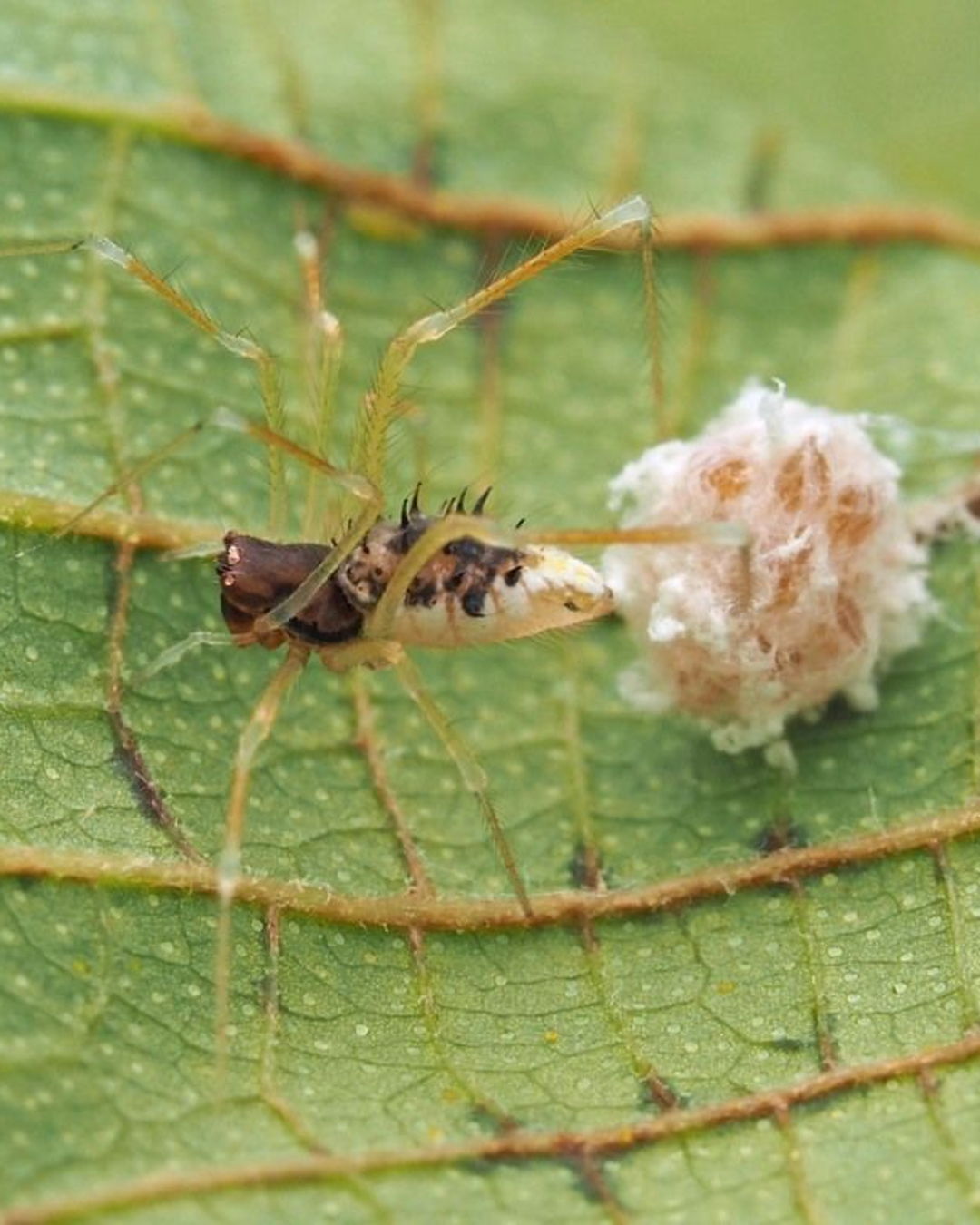 iNaturalist.org - Identifying spiders can be challenging, but the ...
