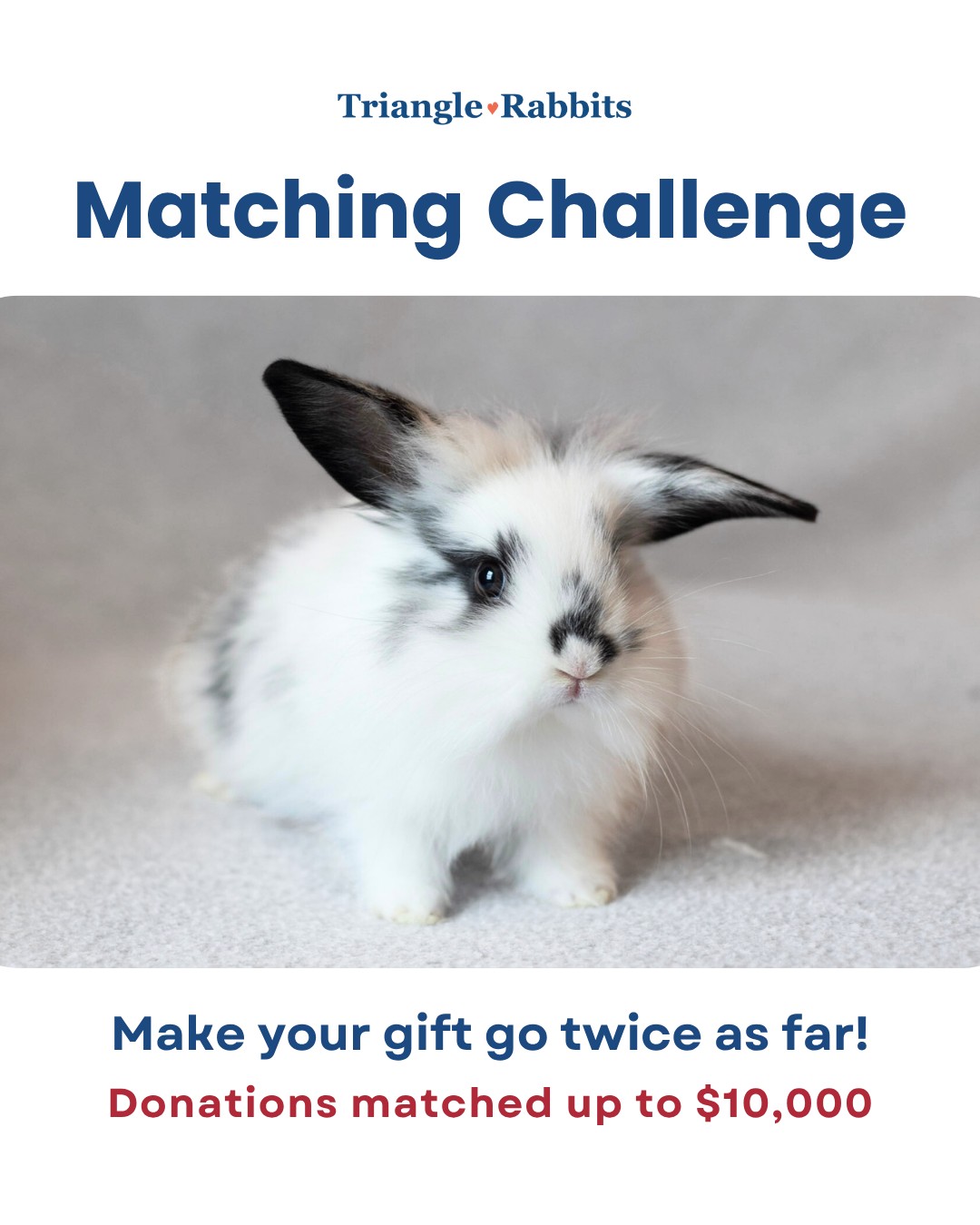 Triangle - Did you know that so far in 2025, Triangle Rabbits has ...