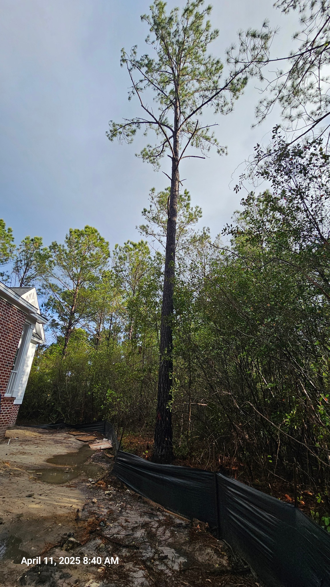 A cut above tree... - A cut above tree service Brunswick nc | Facebook