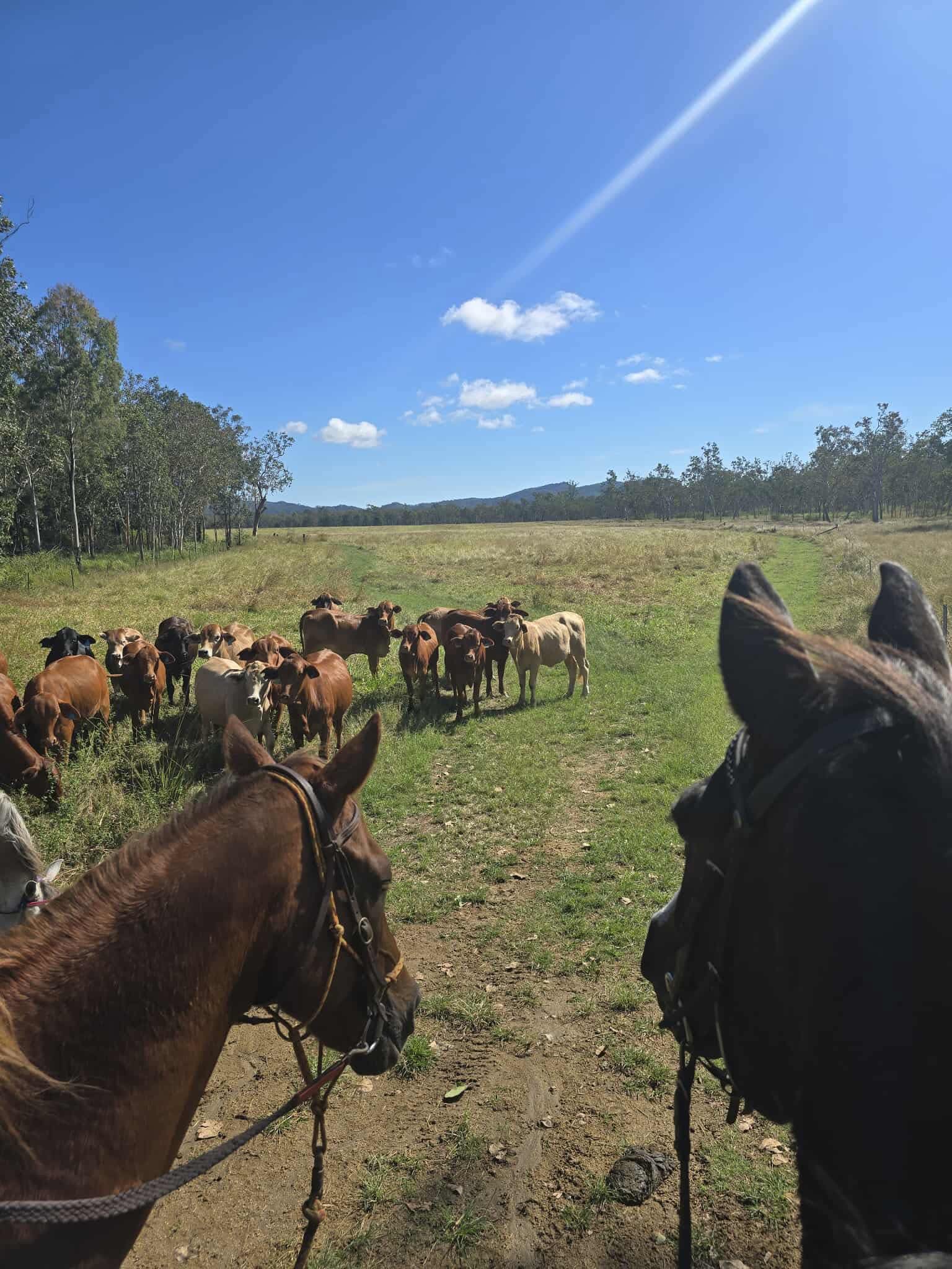 Valley Riders & Endurance Inc. | Epsom QLD