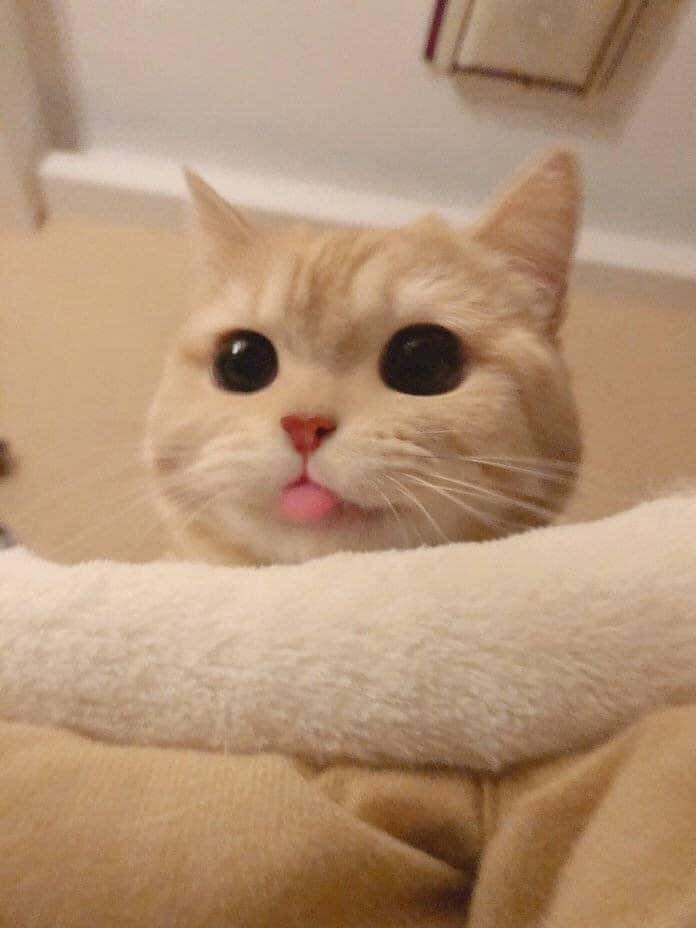 Borakdaily Mata Bulat Lidah Terjelir Comel Giler Facebook