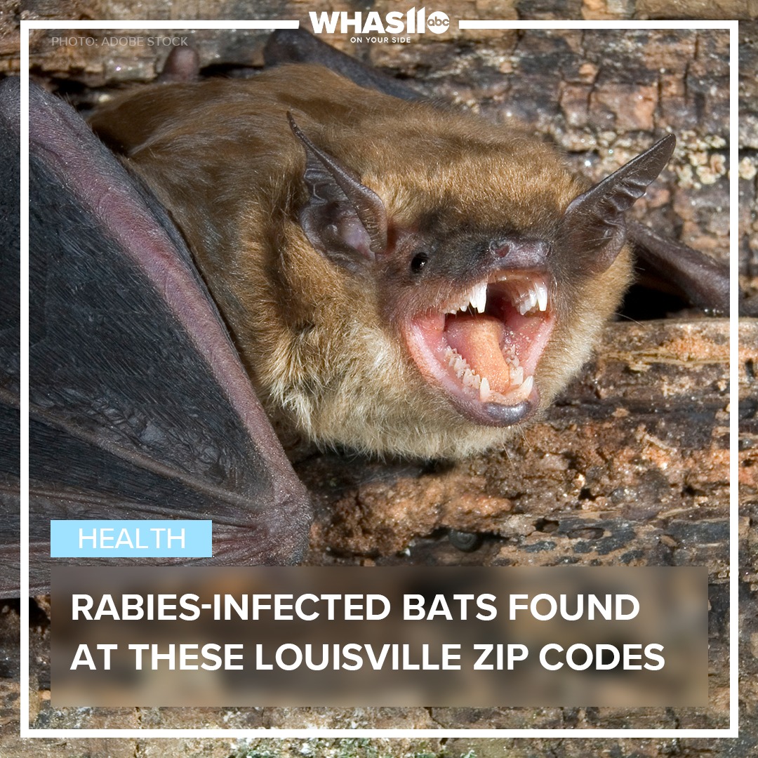 WHAS11 - Bats recently tested positive for rabies in a few Louisville ...