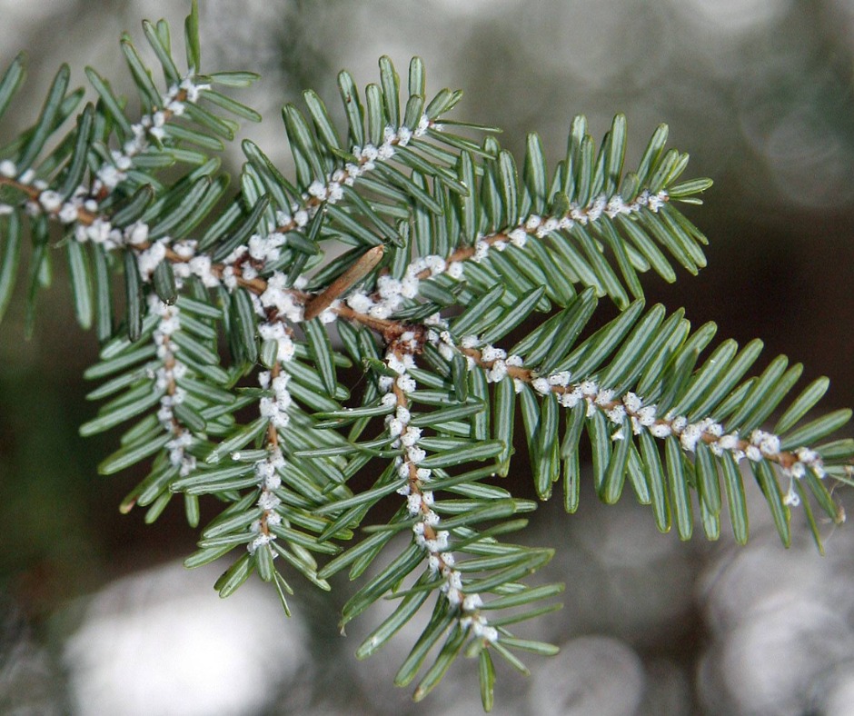 Victoria - 🌲 Spotlight on Eastern Hemlocks in Nova Scotia 🌲 Eastern ...