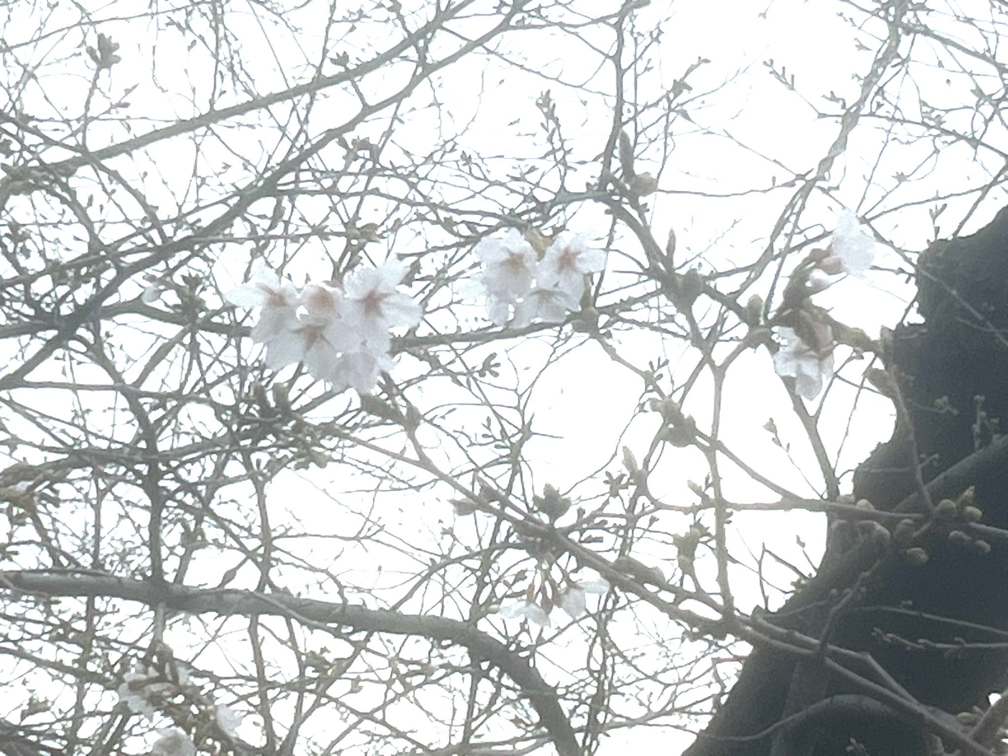 2026年も、東中野駅西口の桜並木と菜の花が開花しました🌸🌼❣️