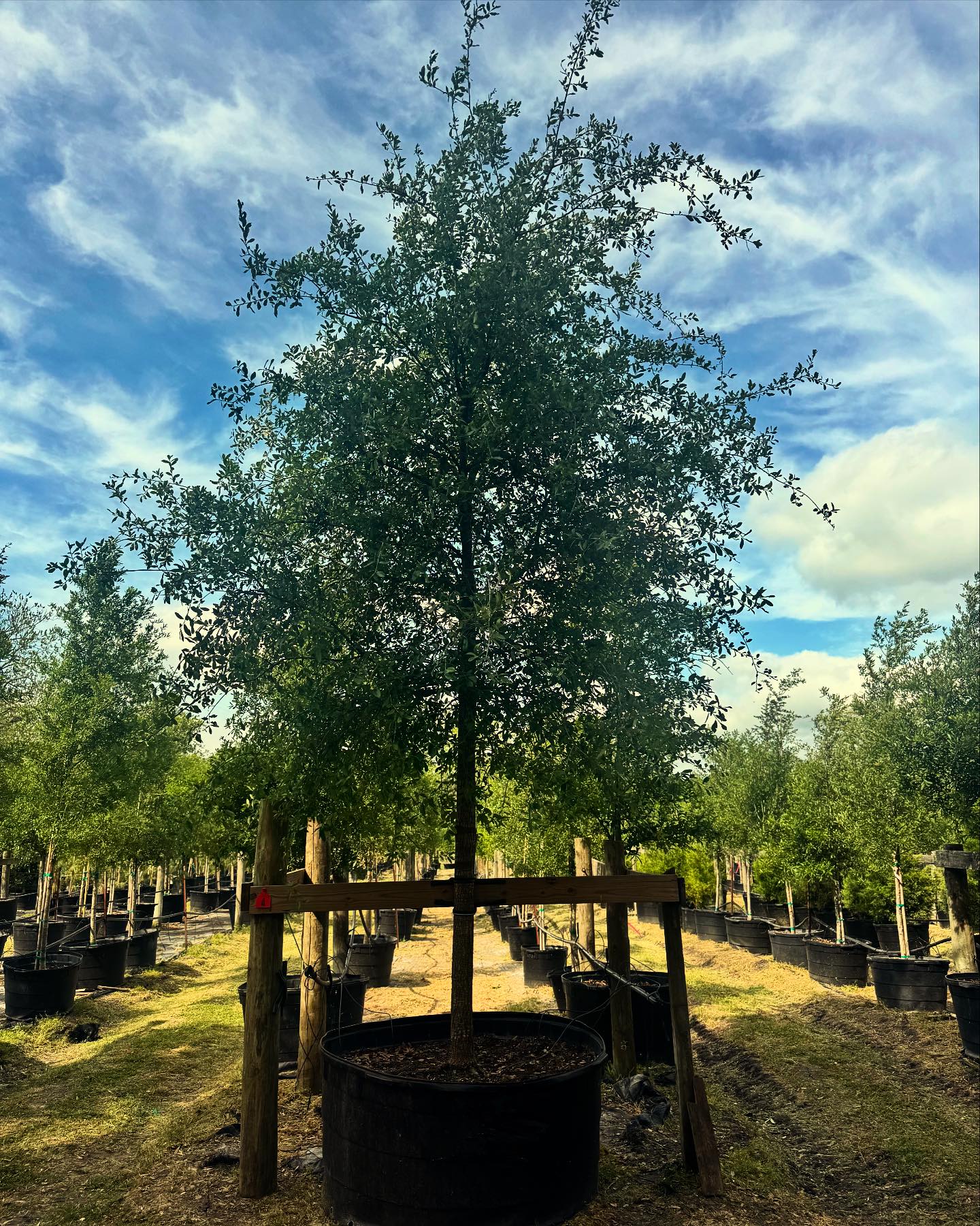 PermaVista Trees | Brenham TX