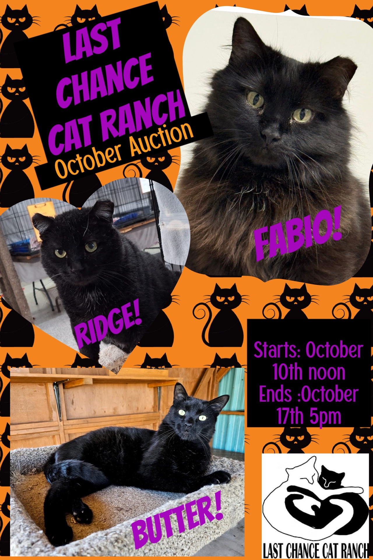 Last Chance Cat Ranch Lethbridge
