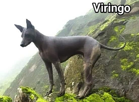 Viajeros - DÍA EL PERRO PERUANO SIN PELO 12 DE JUNIO Es más peruano que ...