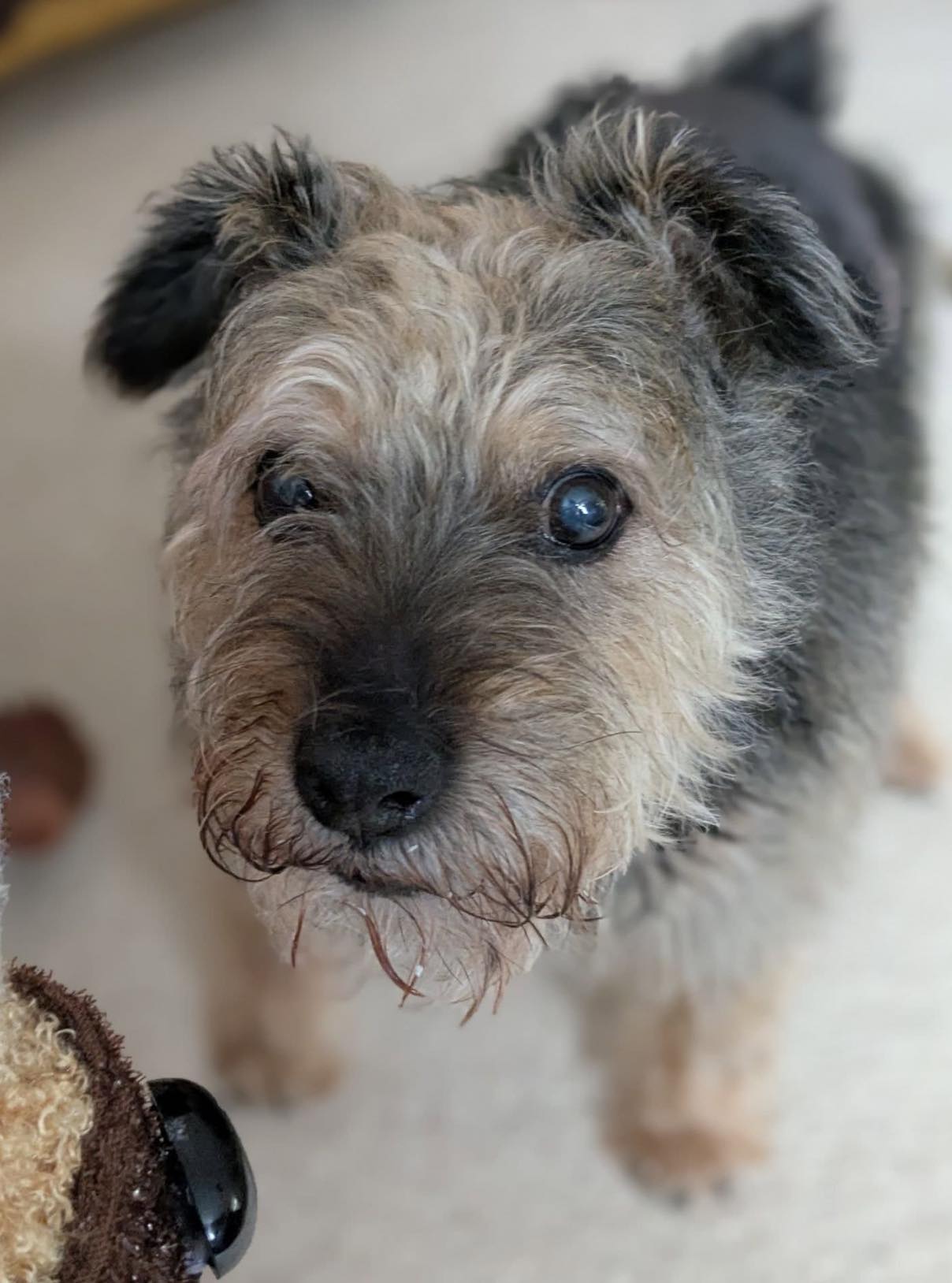 Helen - Congratulations to Melanie and her rescue dog Ralph who won the ...