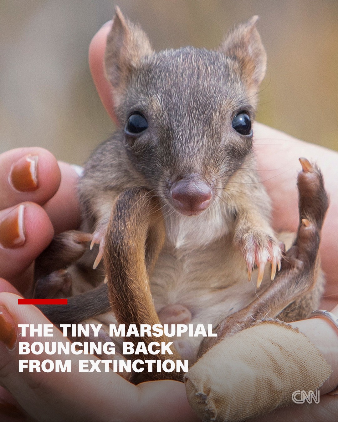 CNN - The brush-tailed bettong is a marsupial resembling a tiny ...