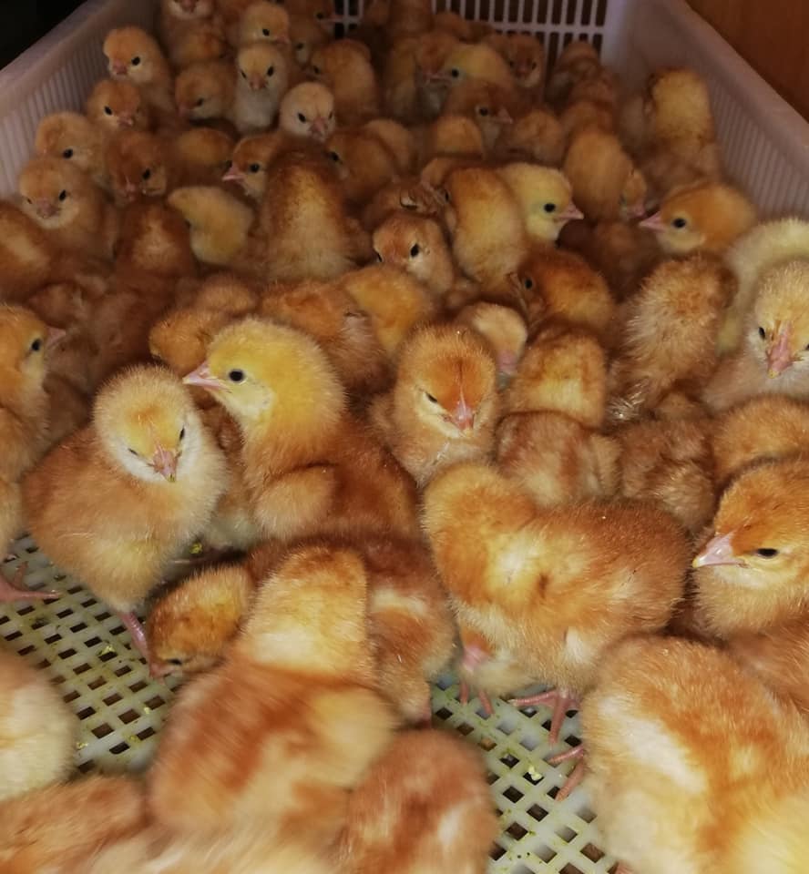 Taking orders for... - Peezel Farms 