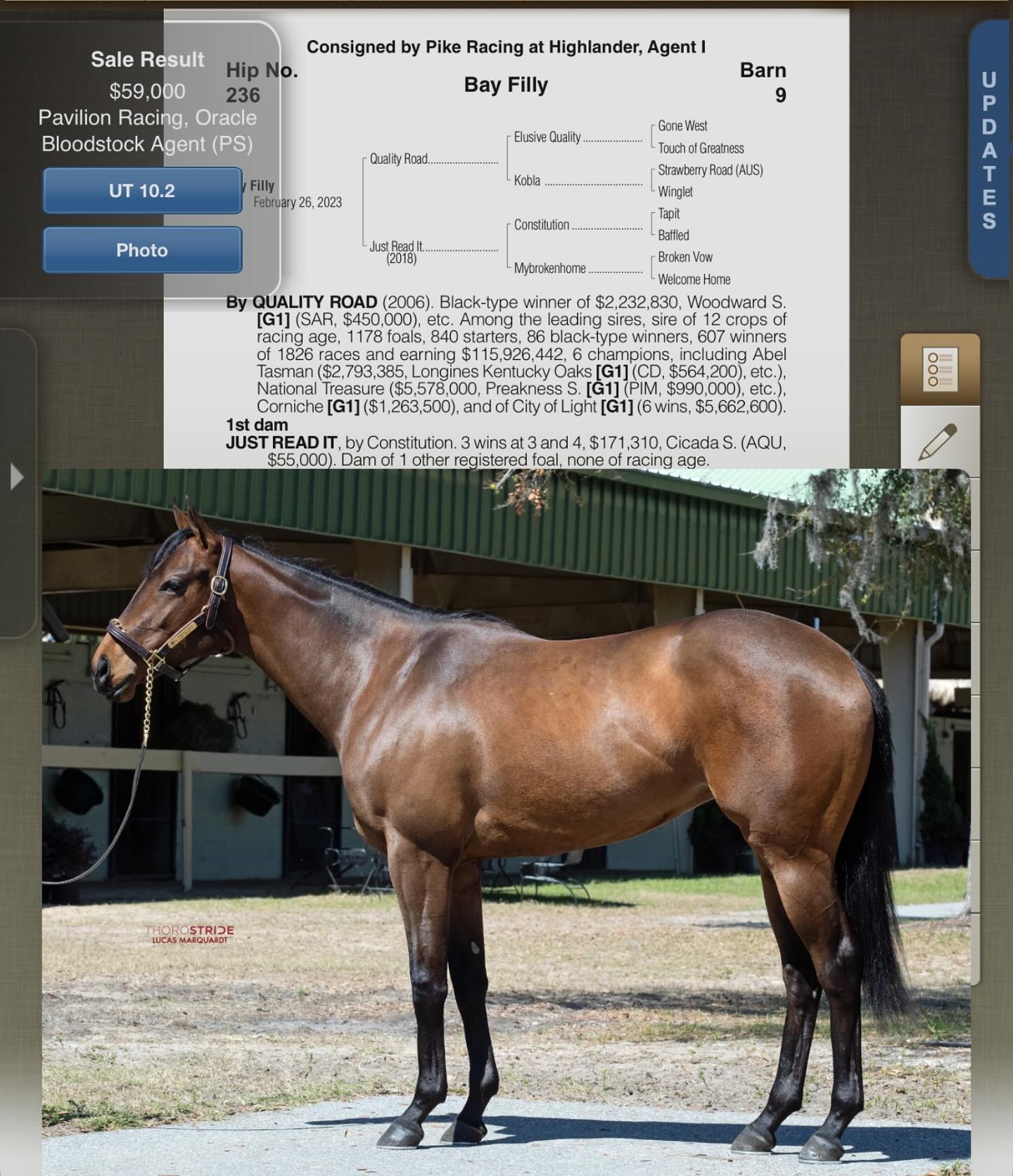 Handal - We got this BEAUTIFUL filly at OBS March. Her mama was a ...