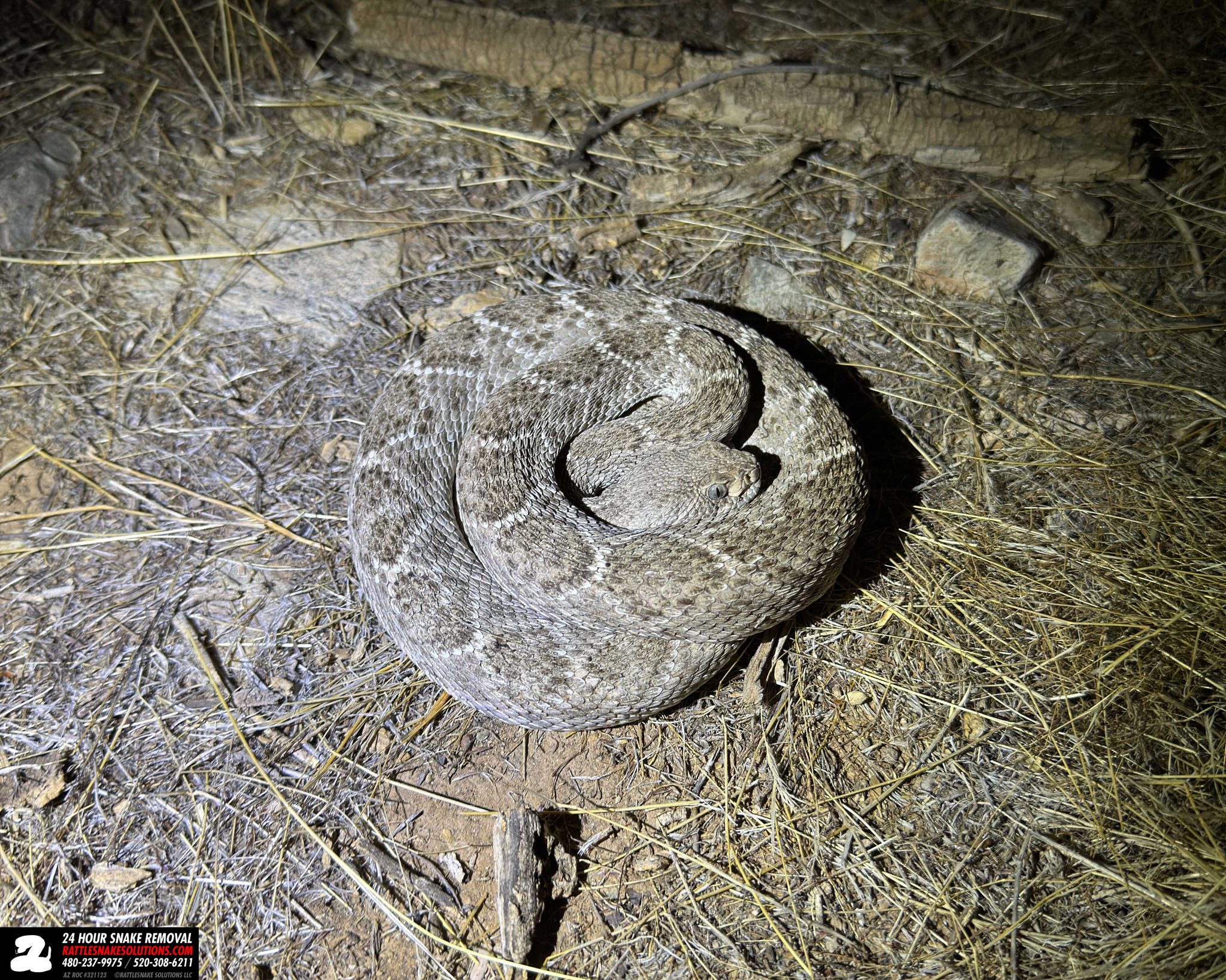 Rattlesnake Solutions - From Dave: 