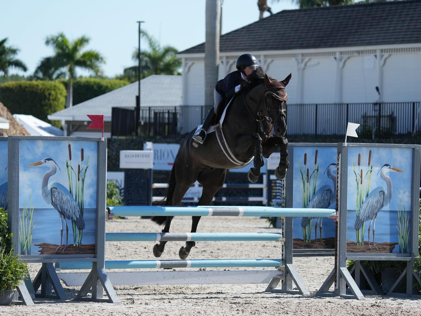 Ava Crolick had a great spring... - Greg Crolick Stables | Facebook