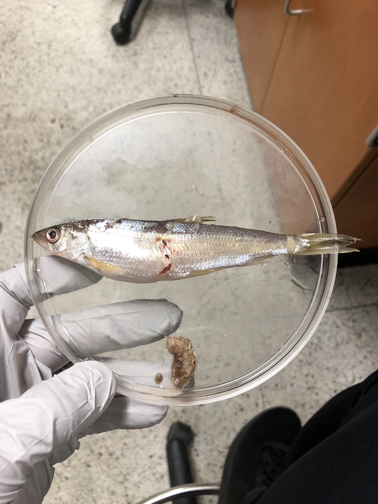 Happy Lake Michigan... - Huron-Michigan Predator Diet Study
