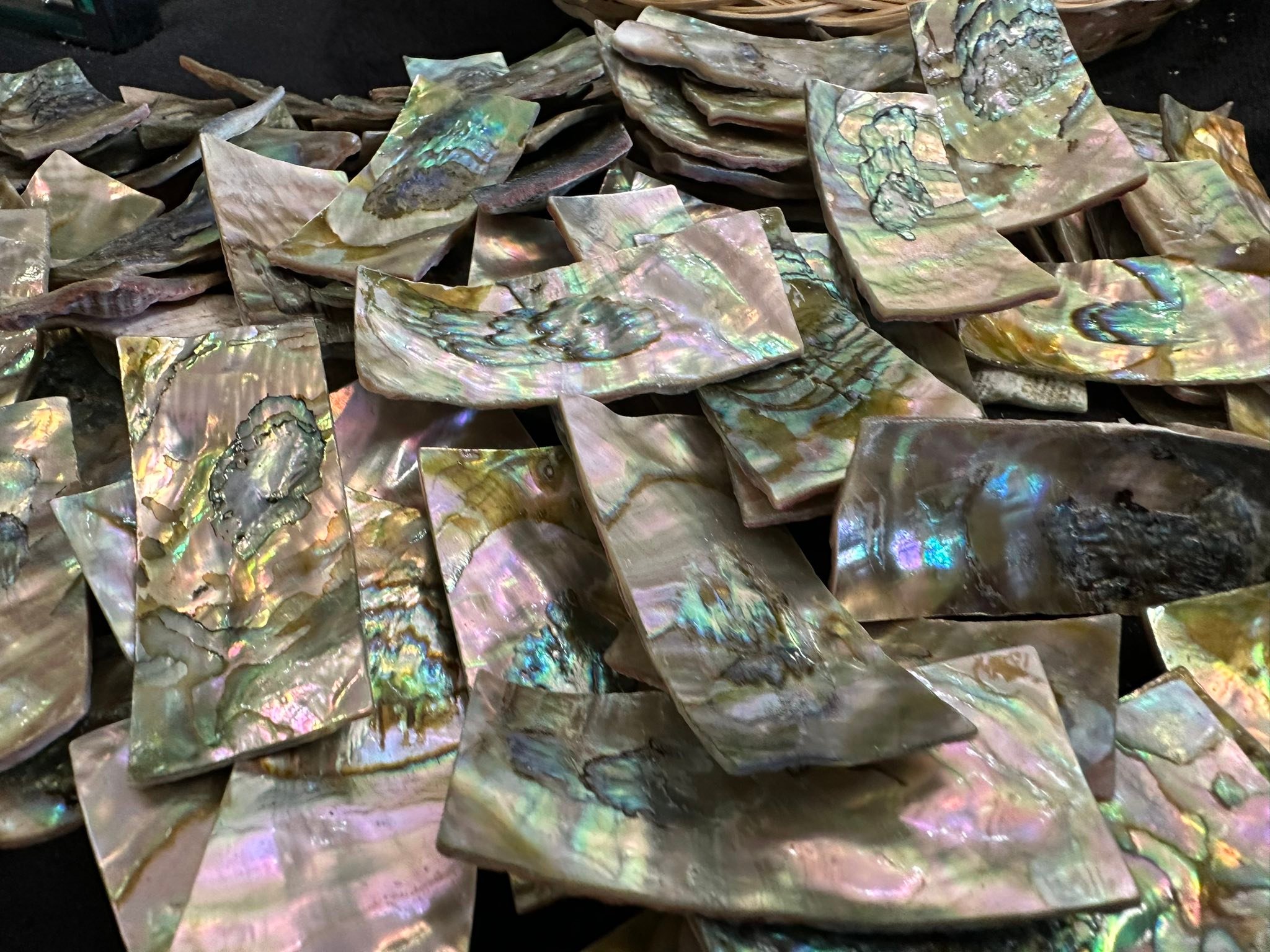 Pacific Rim Abalone Sea Shells | Florence OR