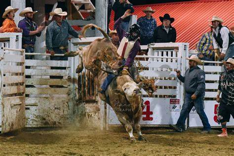 Bear - The Rodeo is Coming the Rodeo is Coming!!! Have YOU got your ...