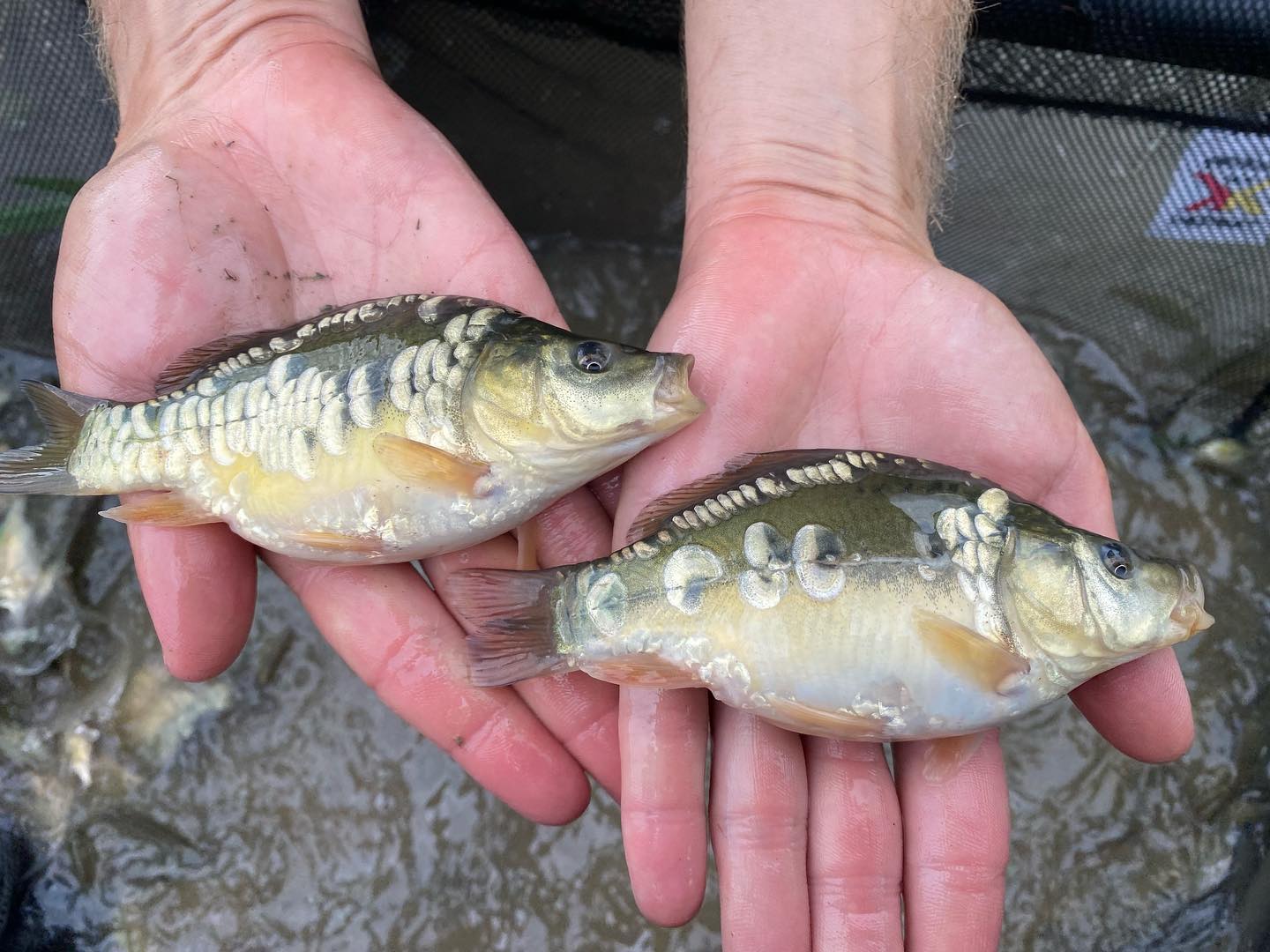 This was the second batch of carp we... - 5 Star Fisheries