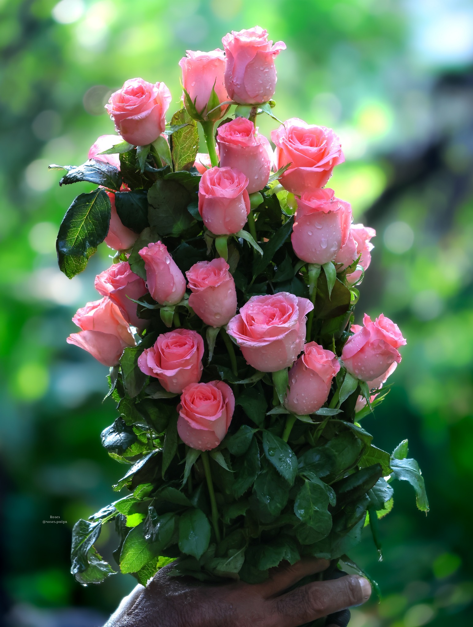 Roses | Facebook