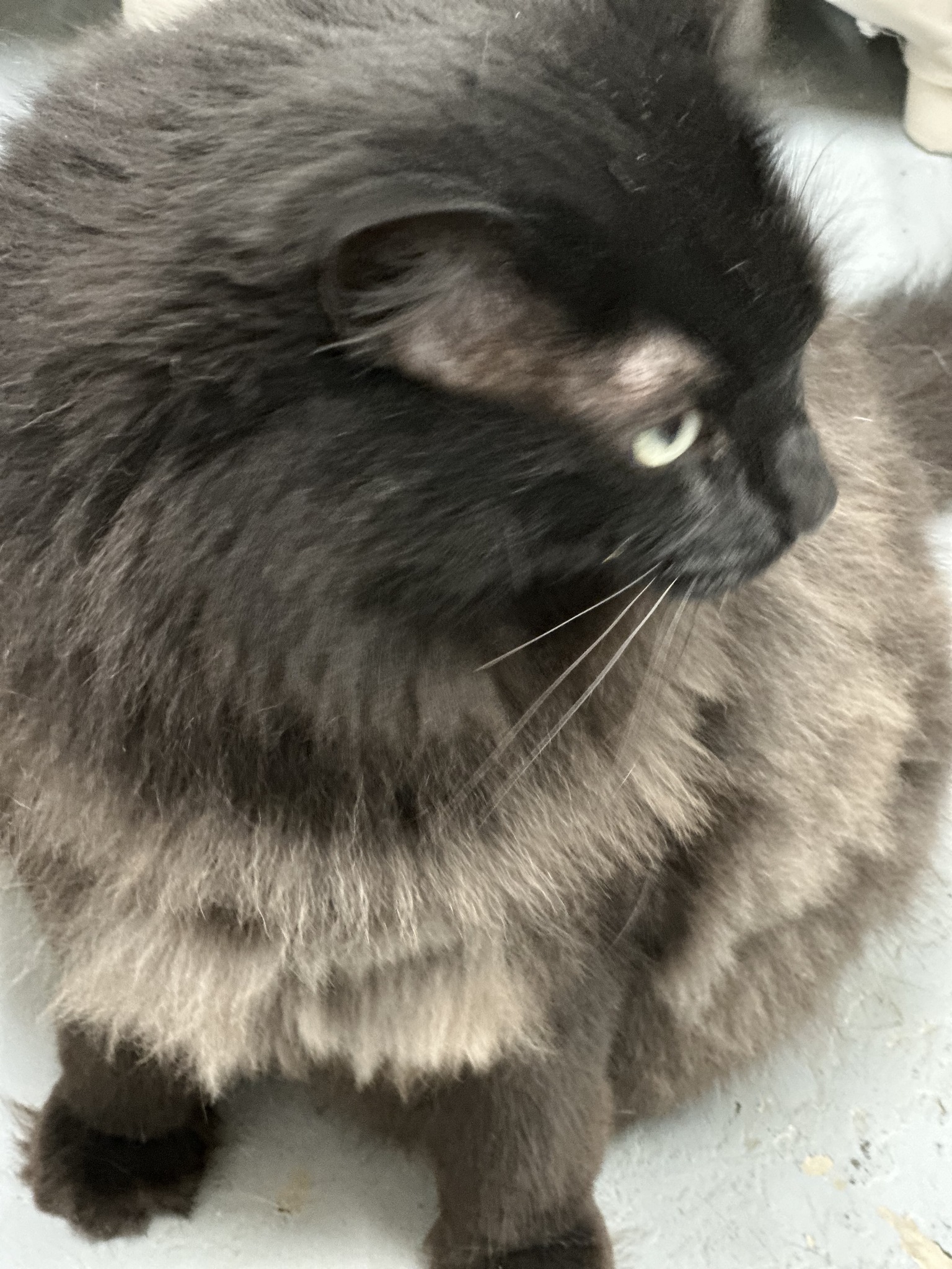 Curated visual reference: Picture Idea: Introducing Buddy Buddy Is A 4 Year Old Male Buddy